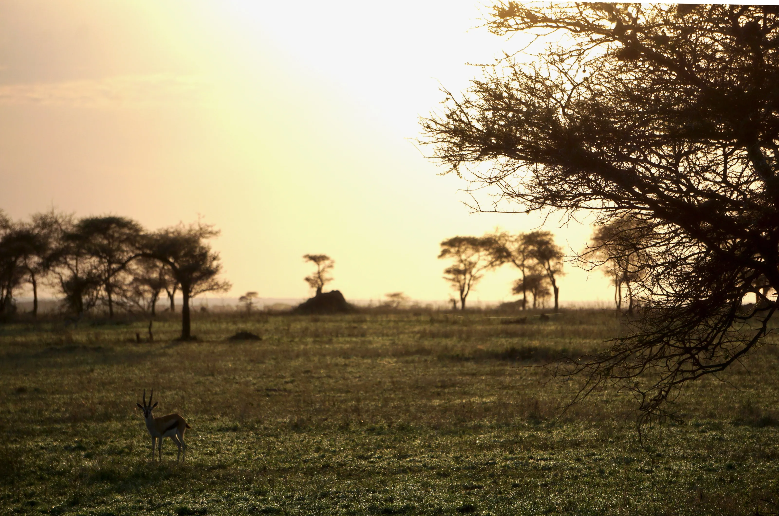 Serengeti 2023.09