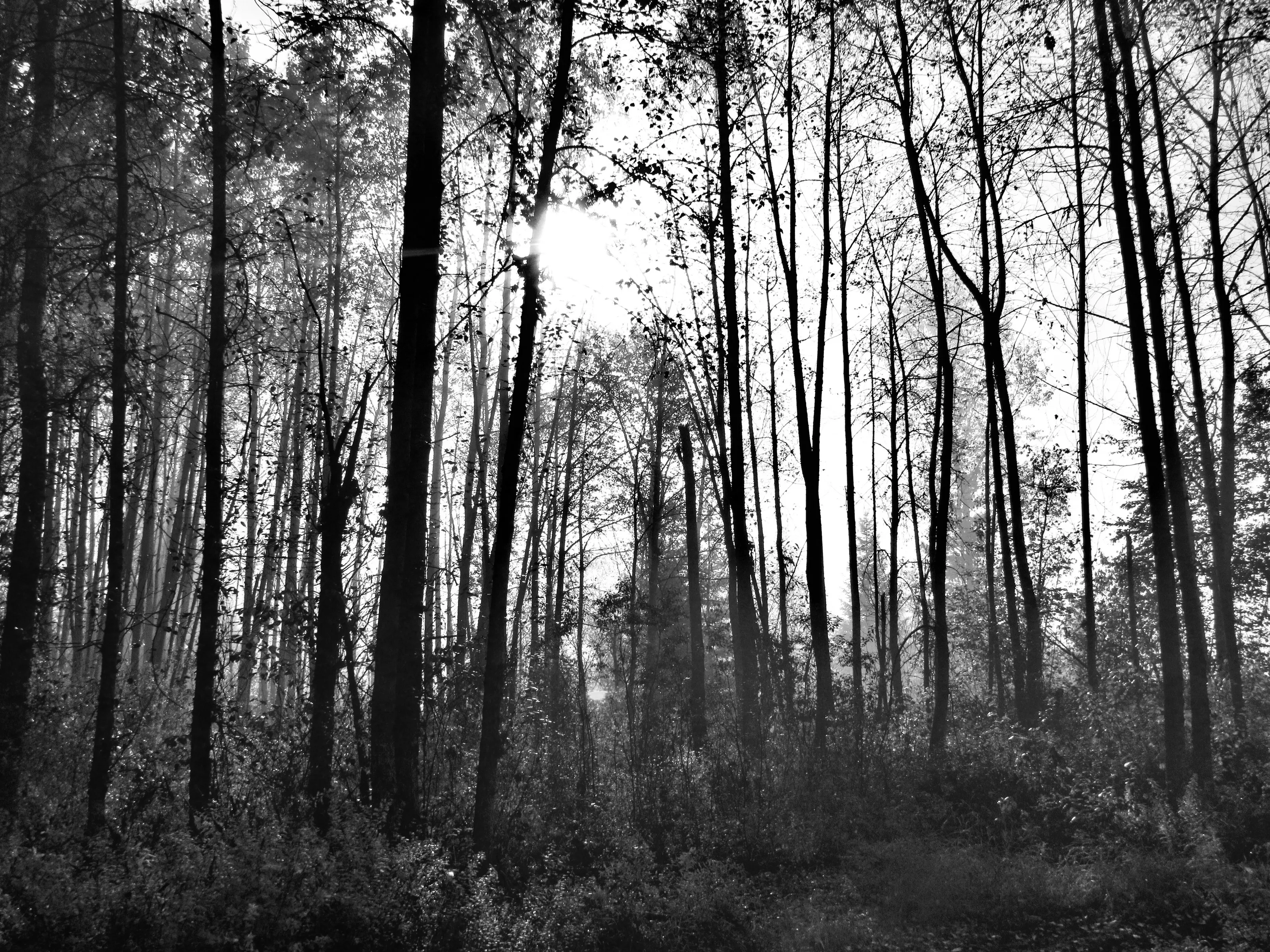 Trees