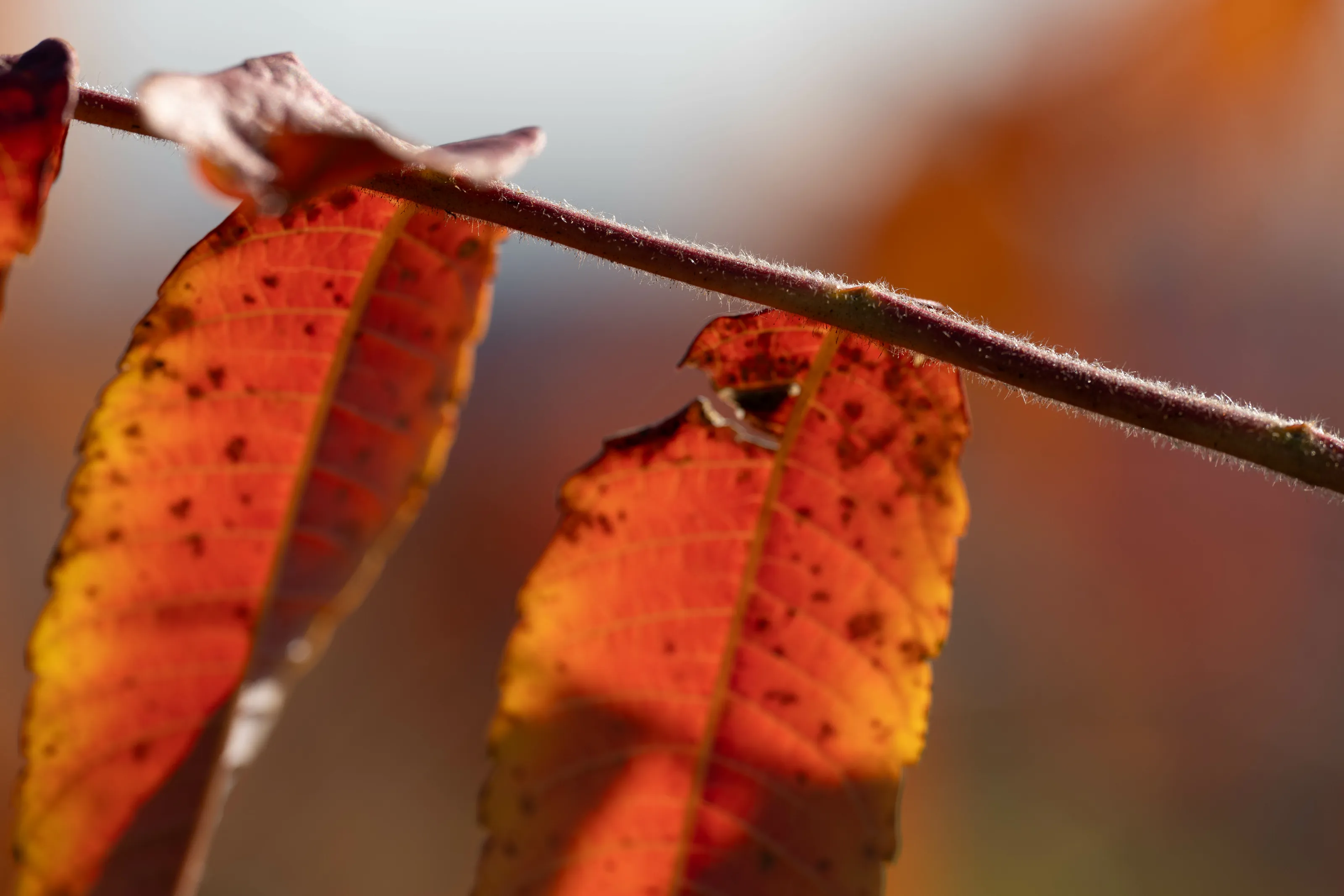 autumn leaf stem close up