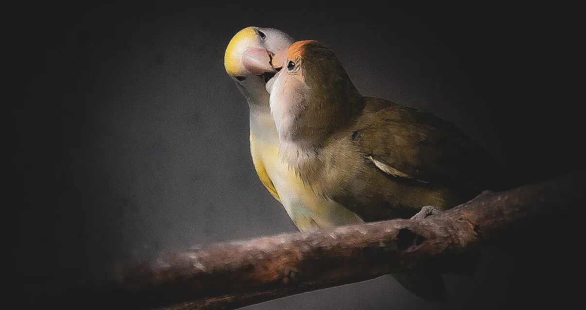 Lovebirds