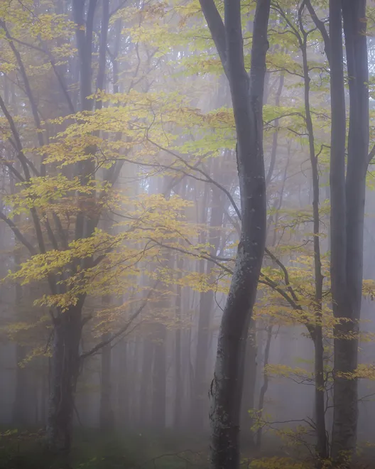Autumn in the forest