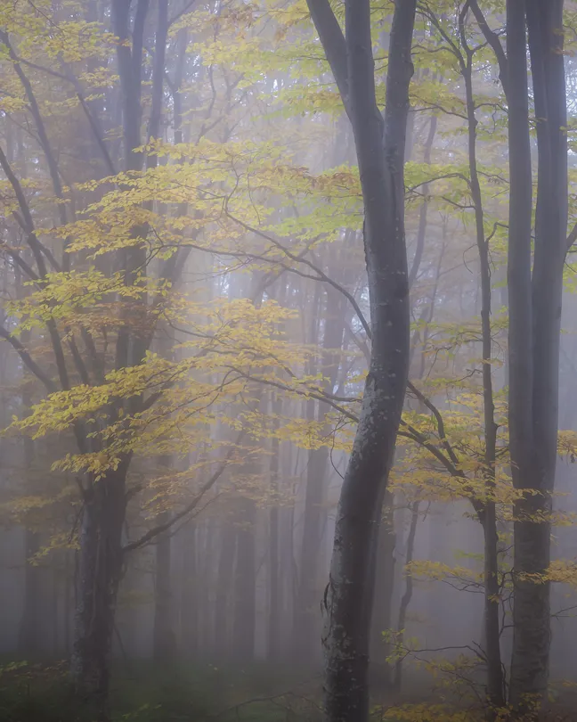 Autumn in the forest
