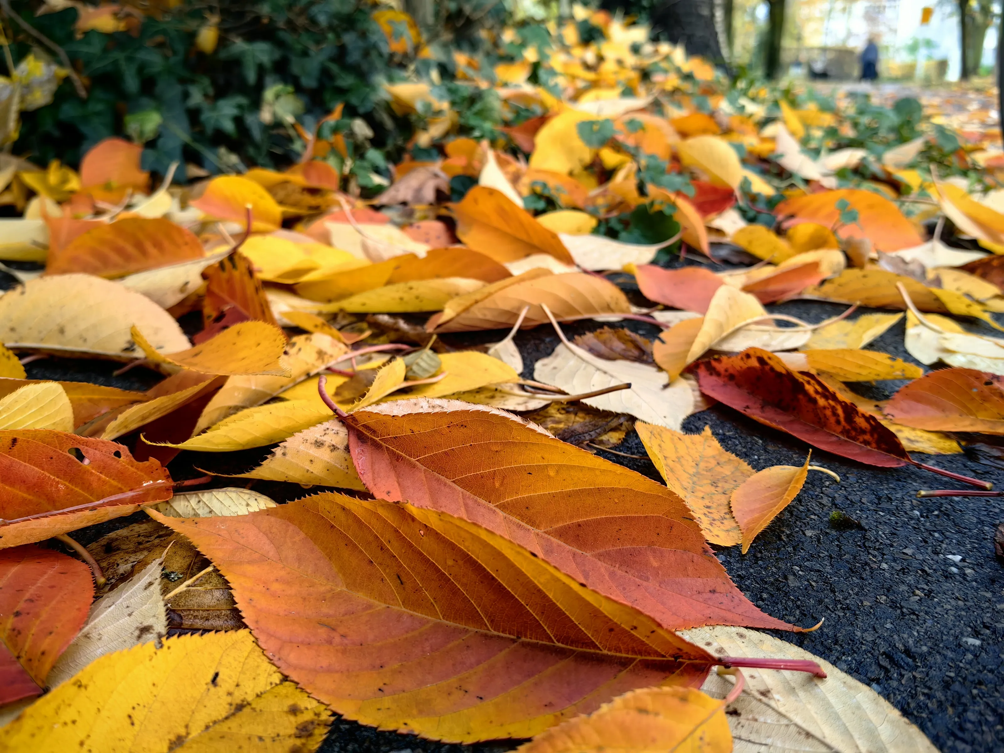 Autumn Leaves