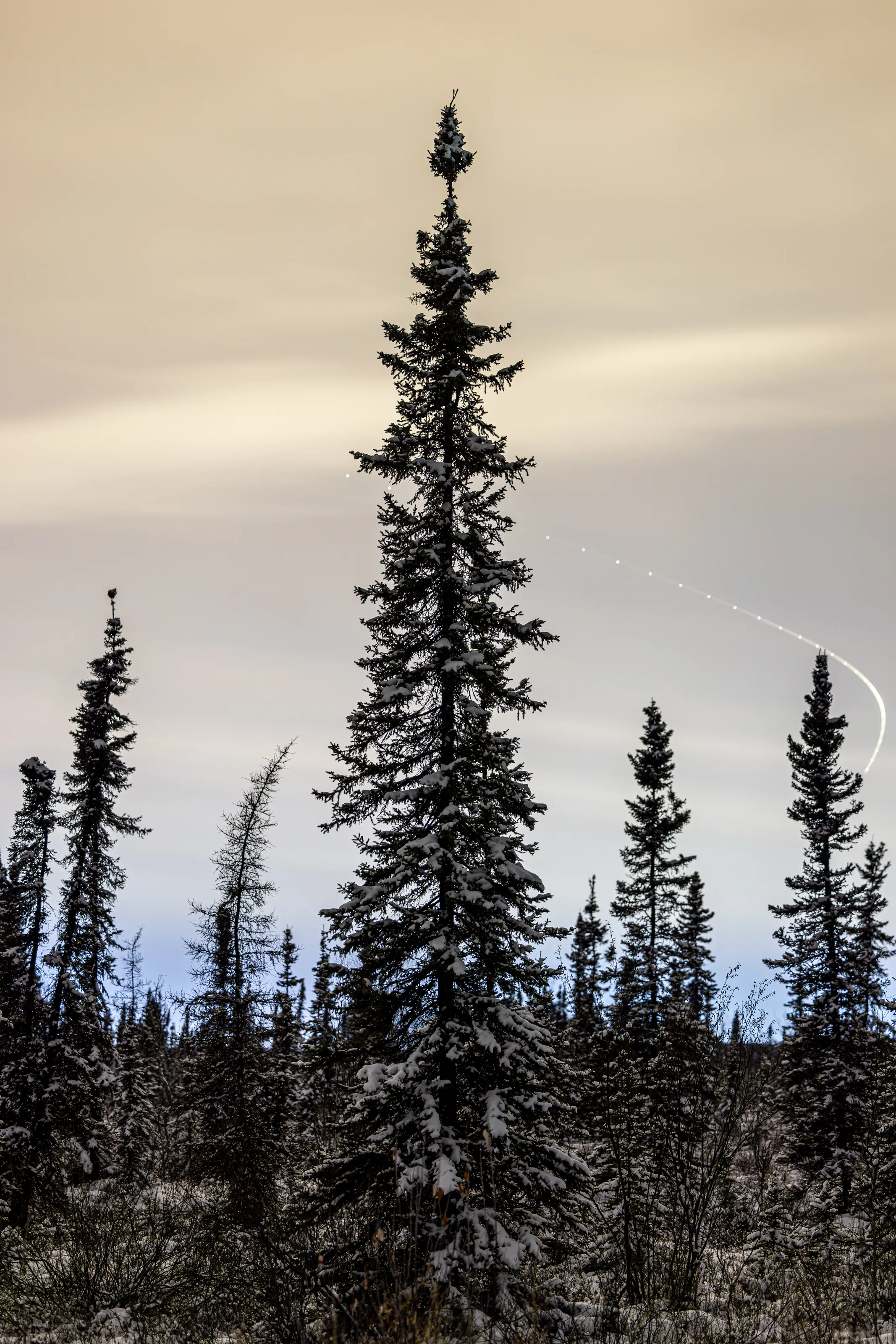 Spruce Streaks