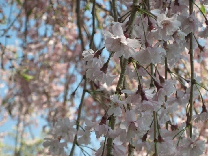 Spring