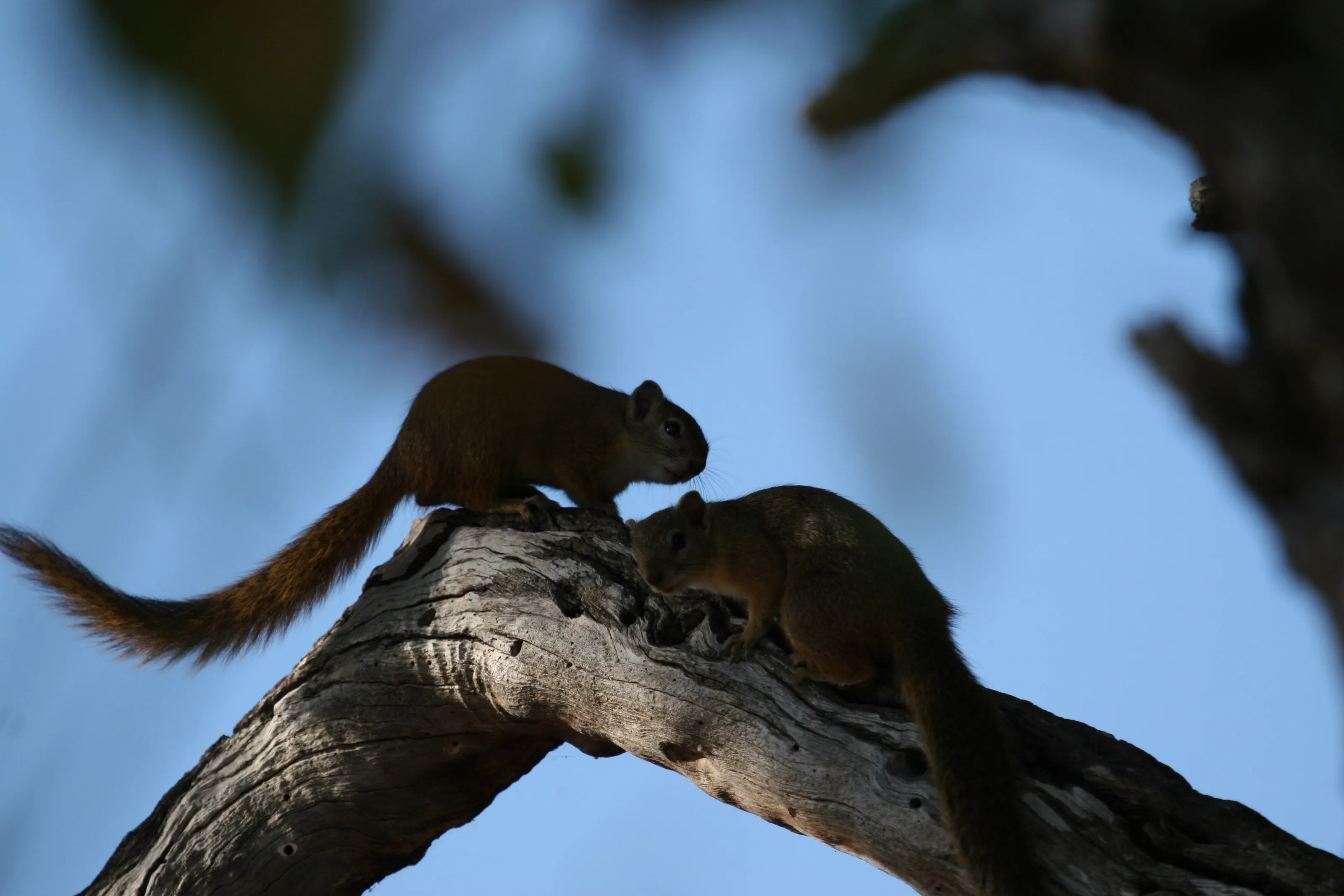 A scurry