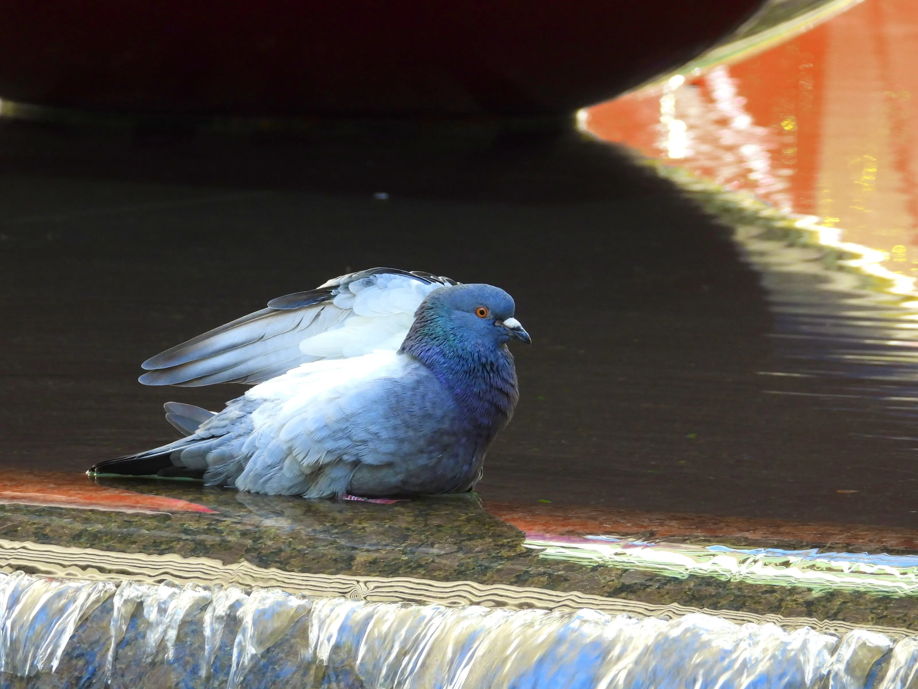 A Pigeons Rest Spot