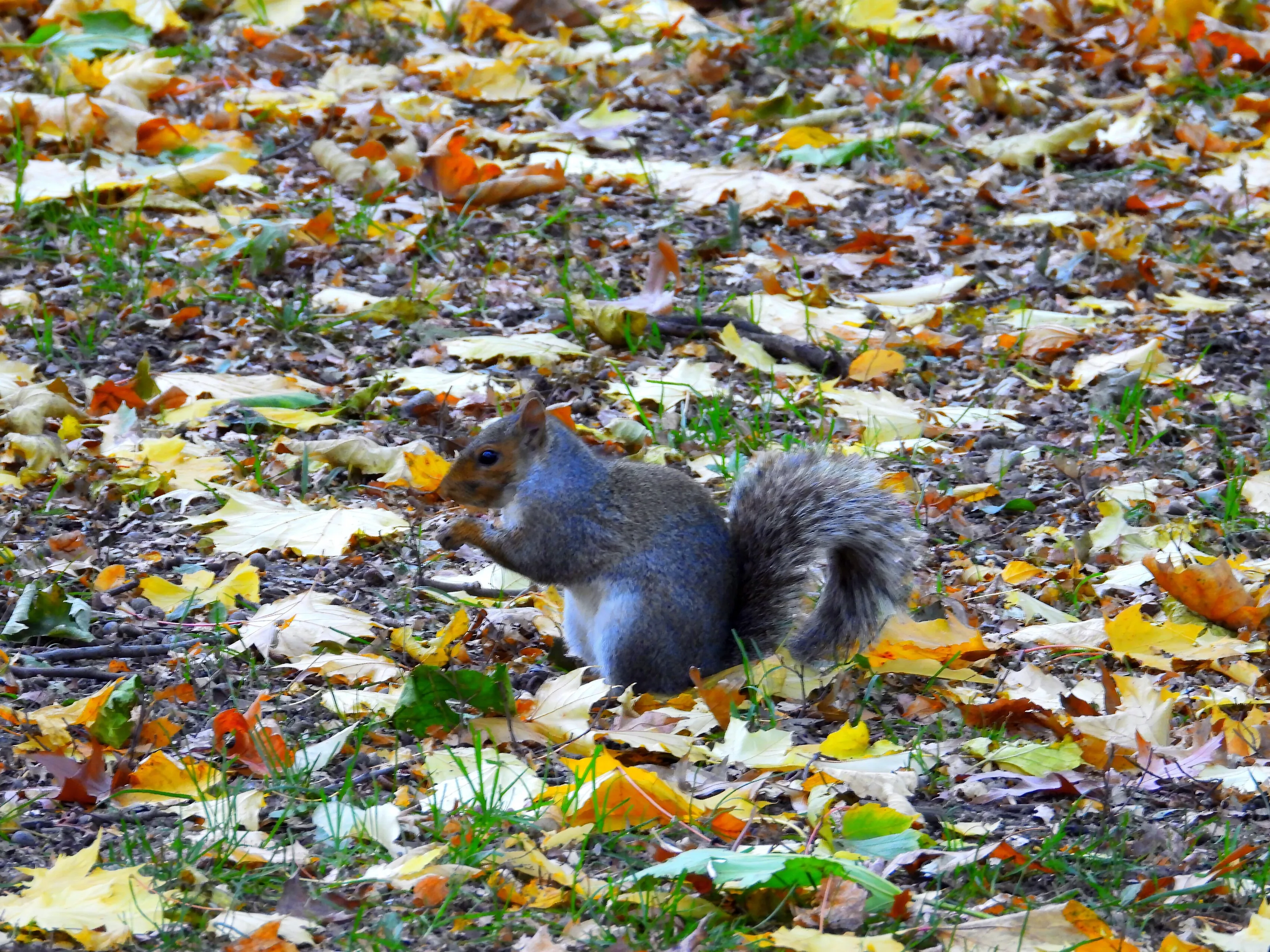 A Squirrel Eating