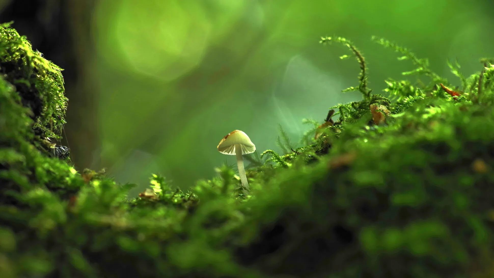 Moss in Forests and Woodlands