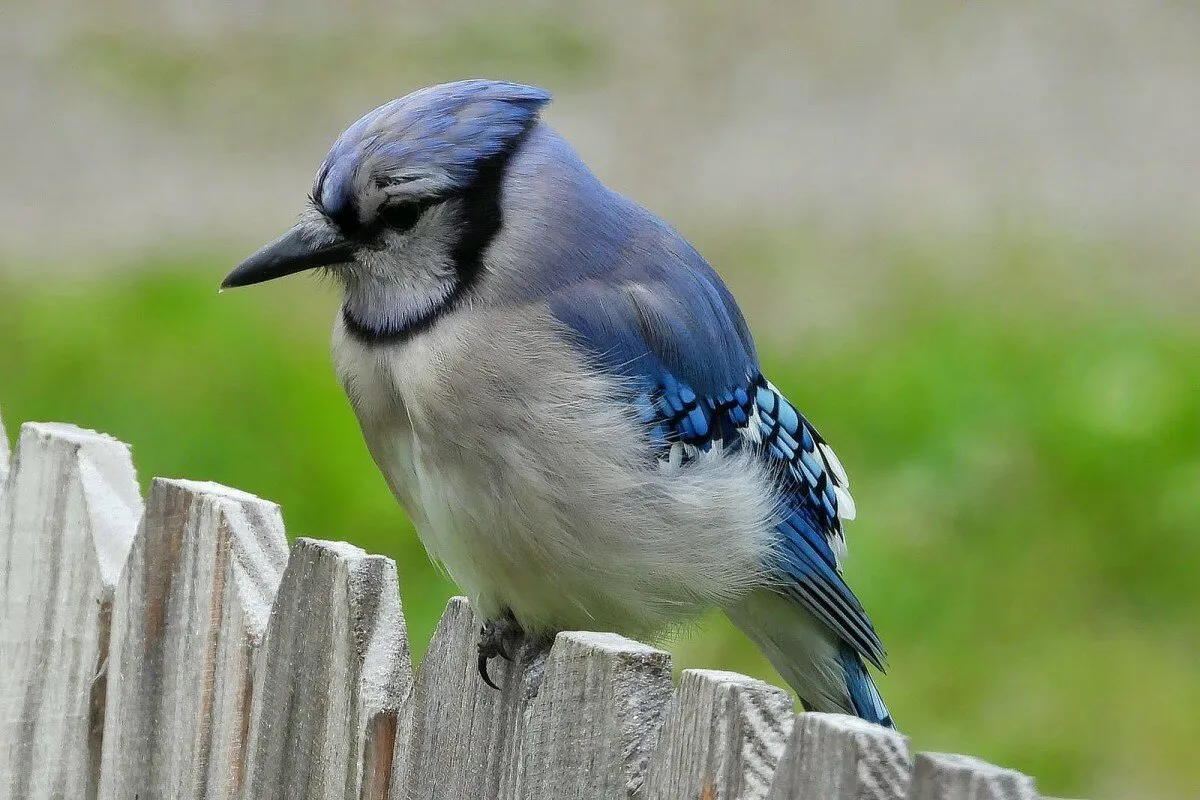 Bluejay