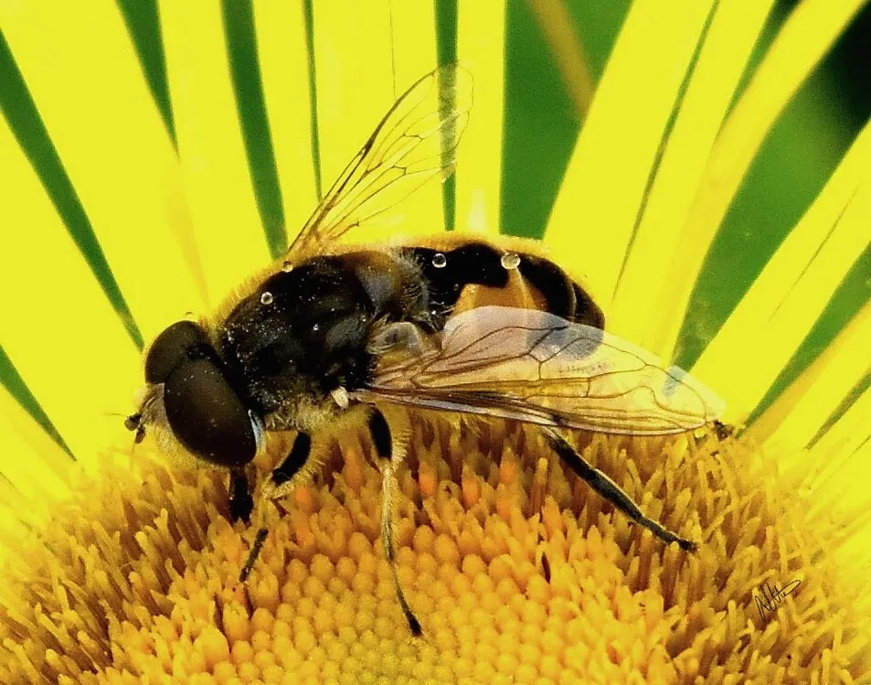 Bumble Bee