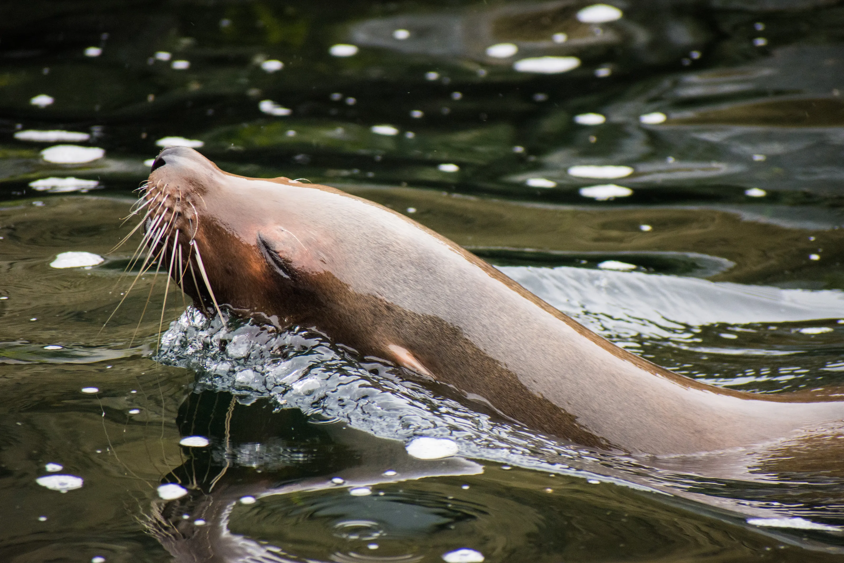 Sea Lion