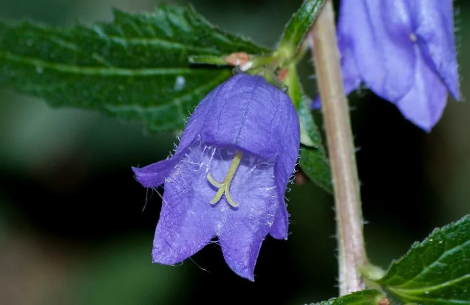 Purple Bell Flower