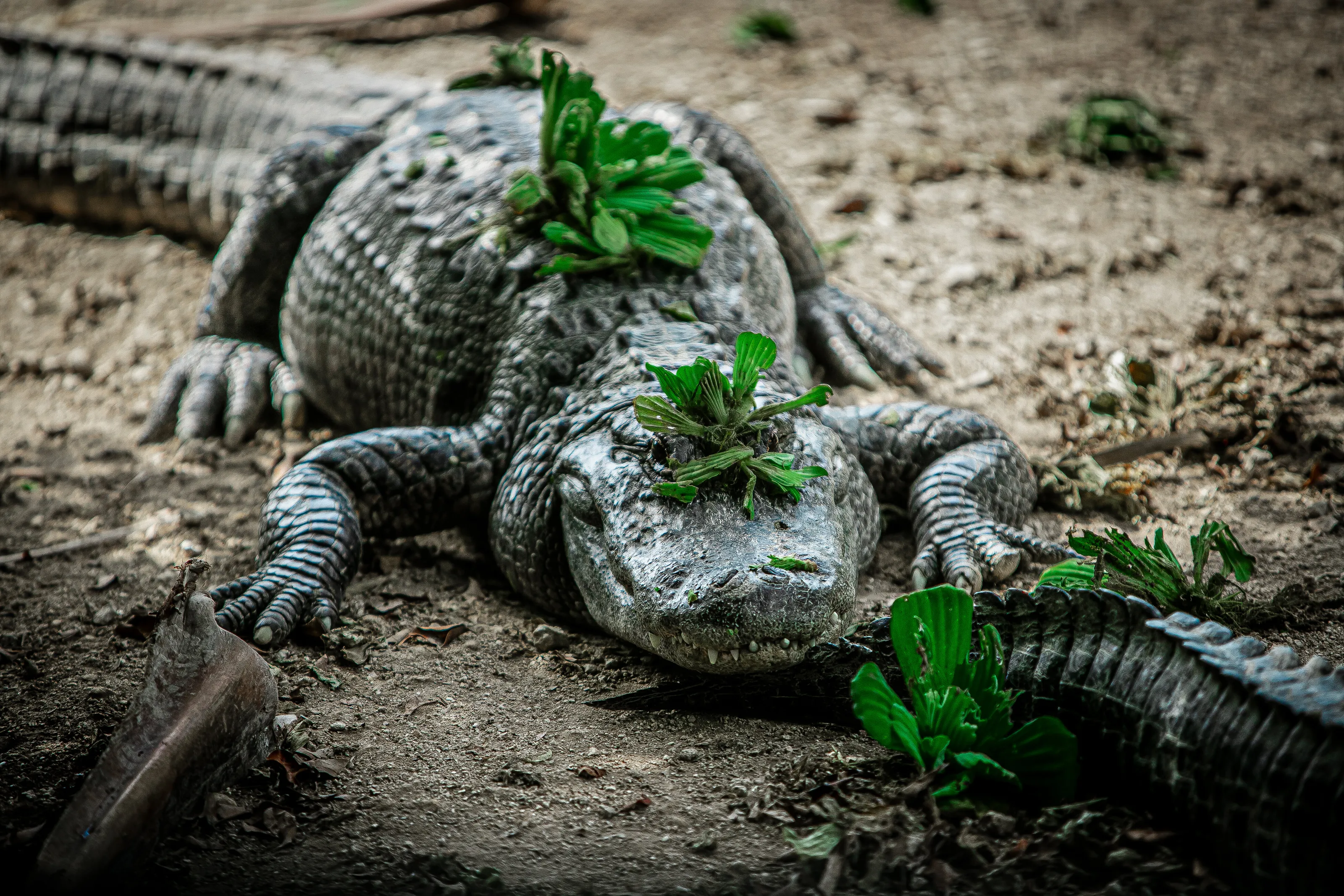 aligator