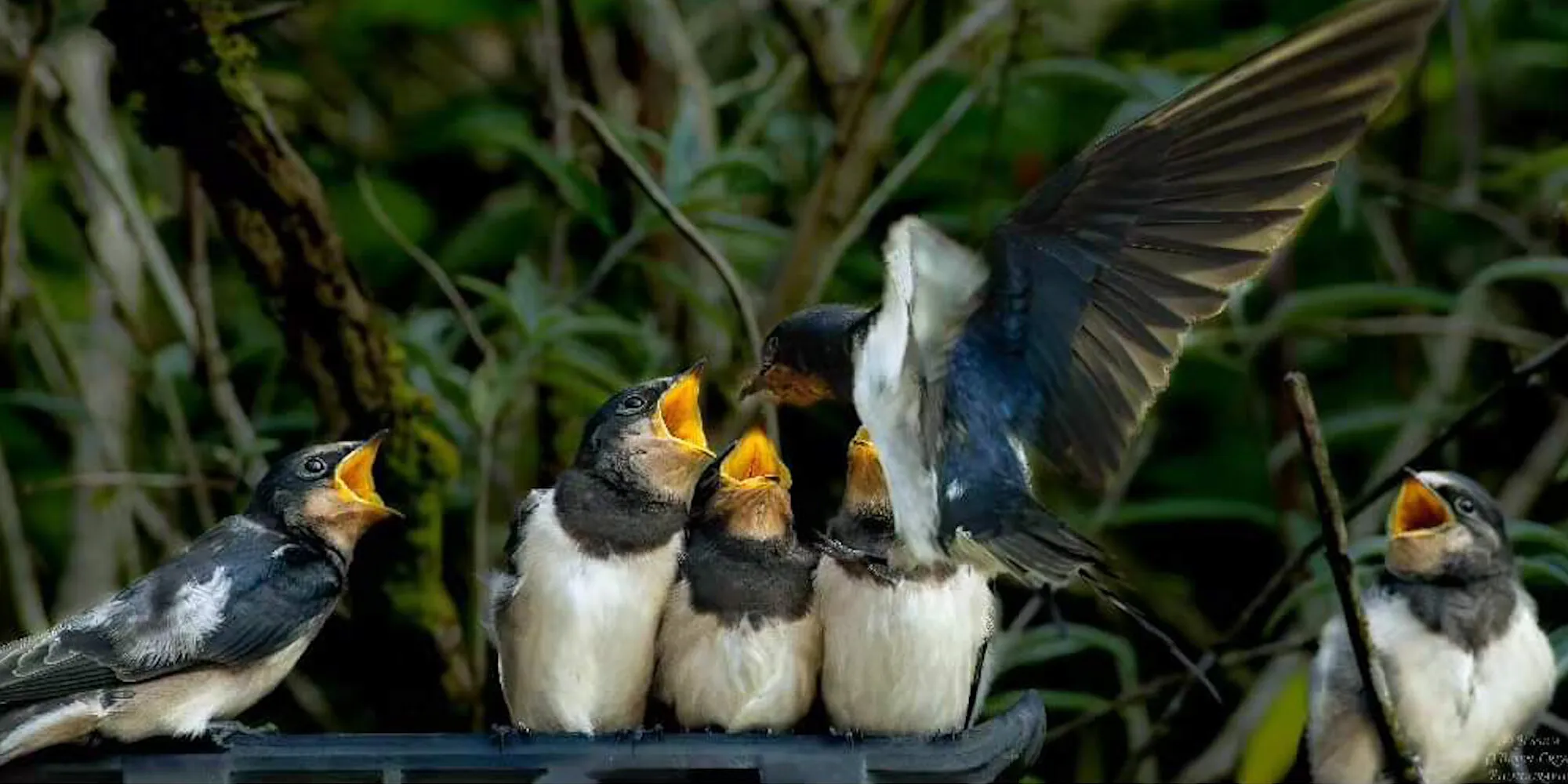 Evening Supper