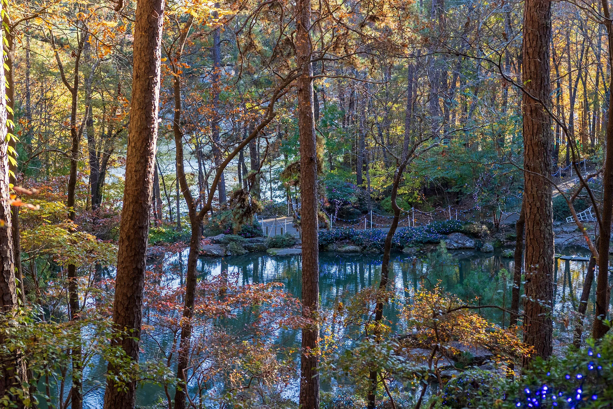 Fall colors in the woods