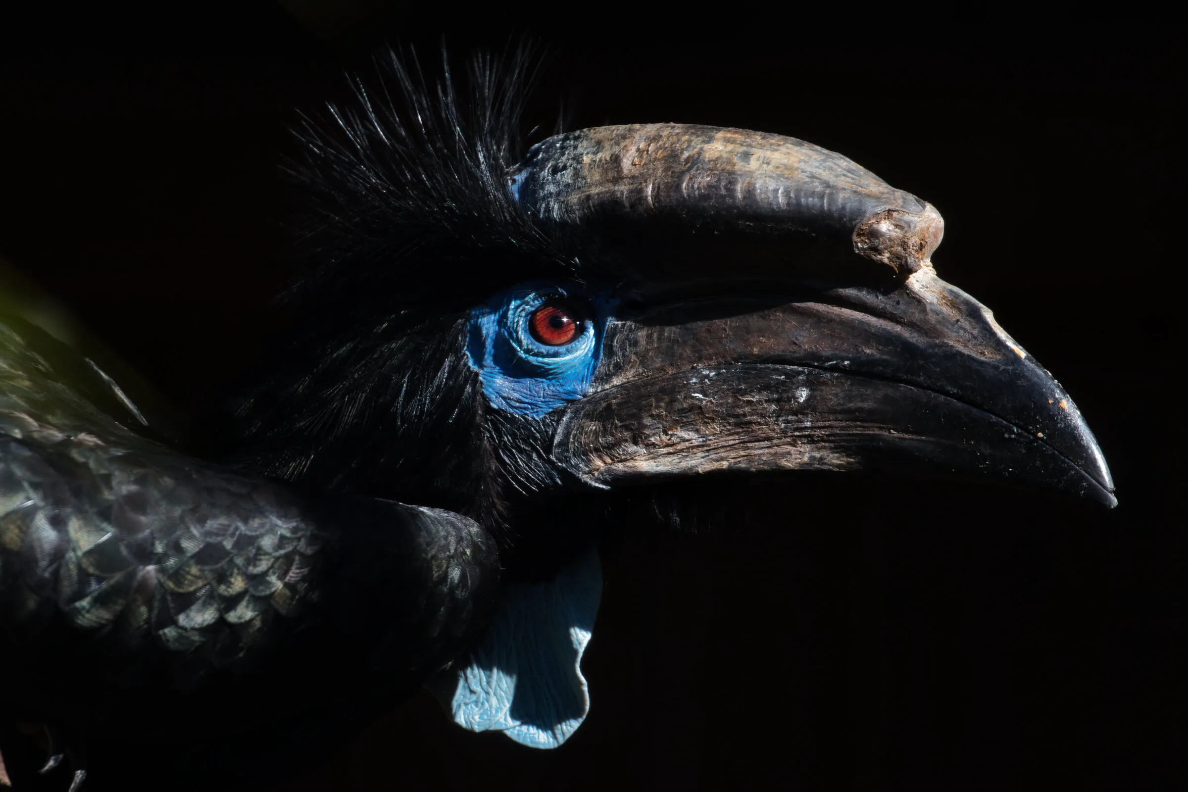 Black Casque Hornbill