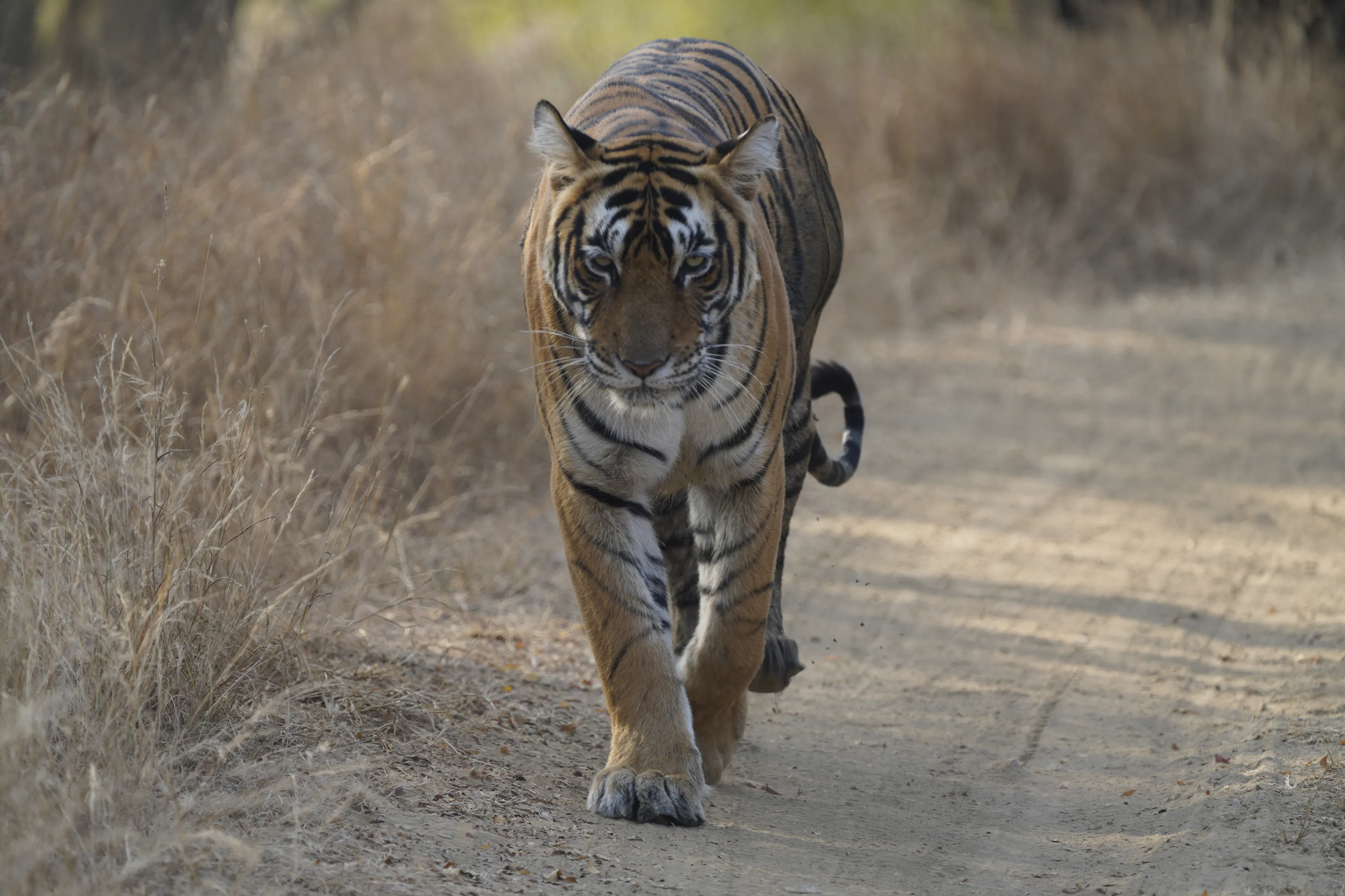 Gorgeous portrait of tiger hunting in India