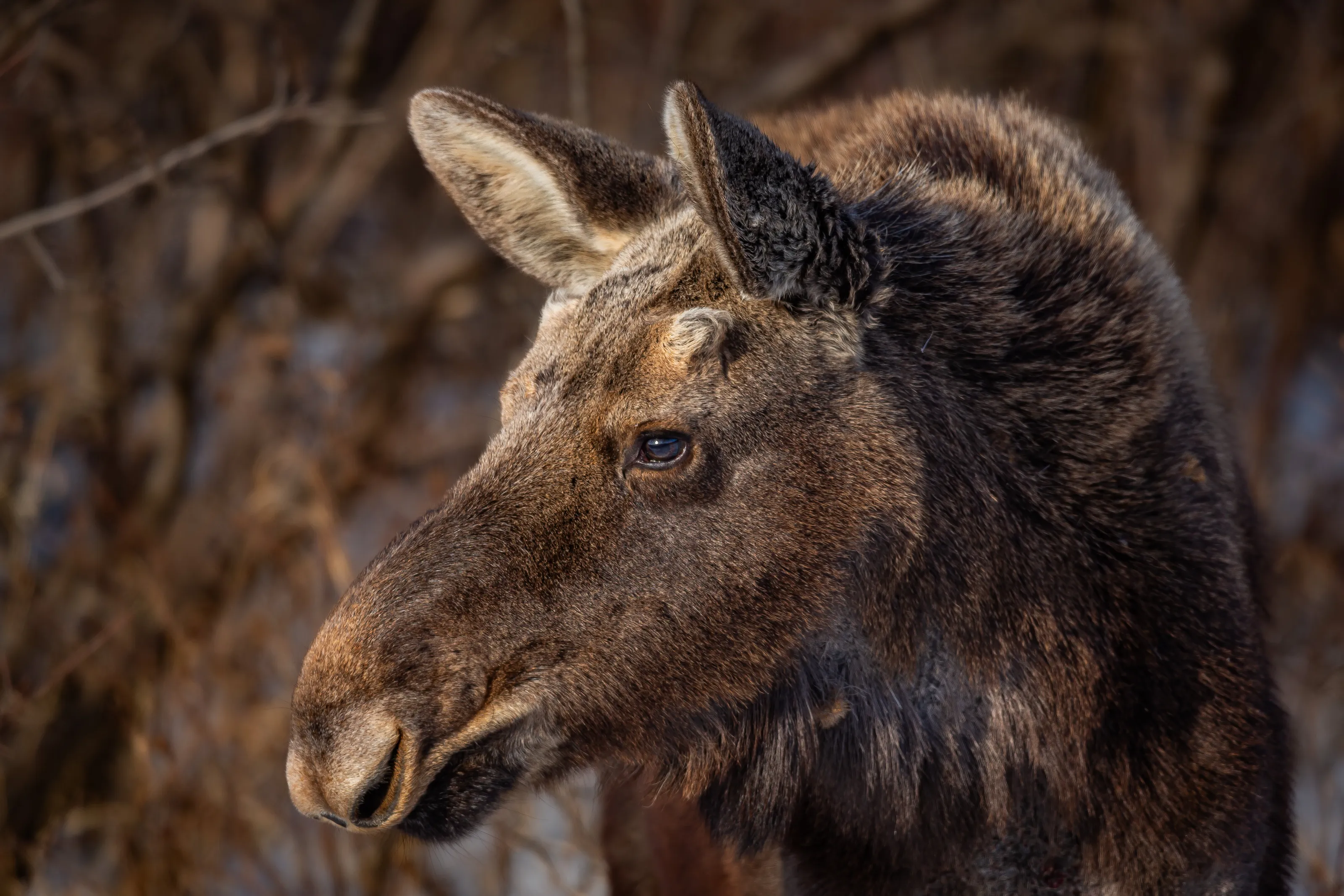 Young Bull Moose