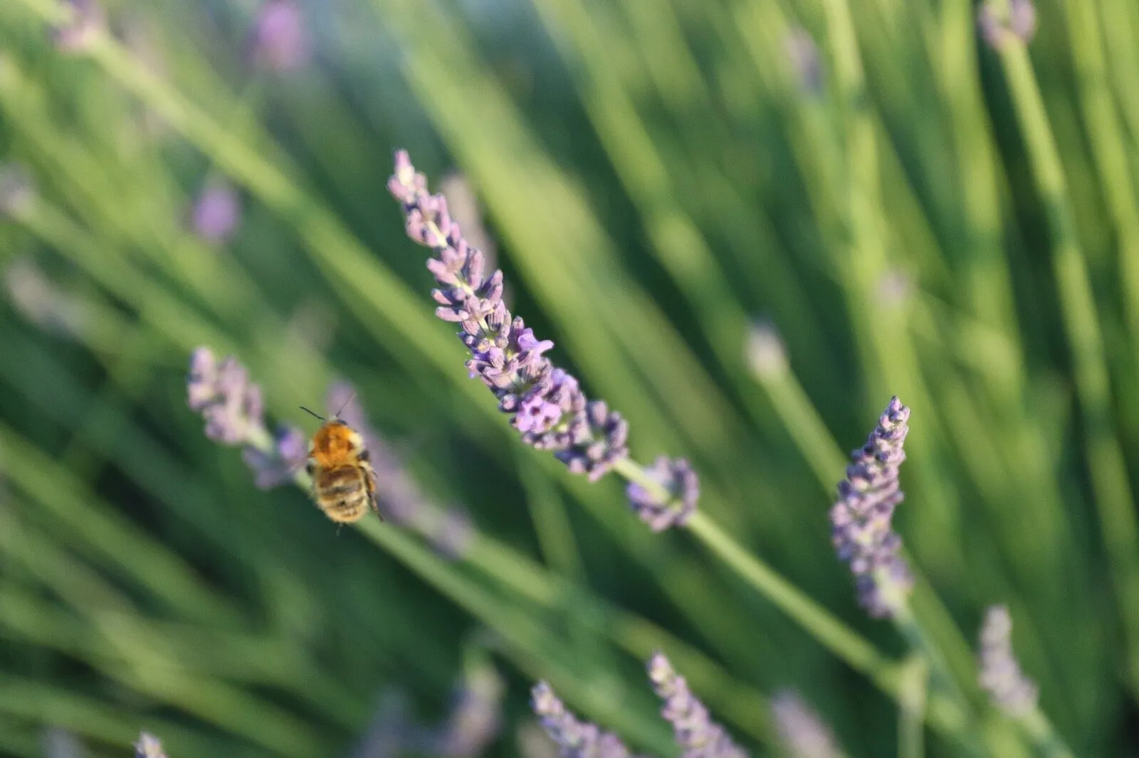 Buzzing around