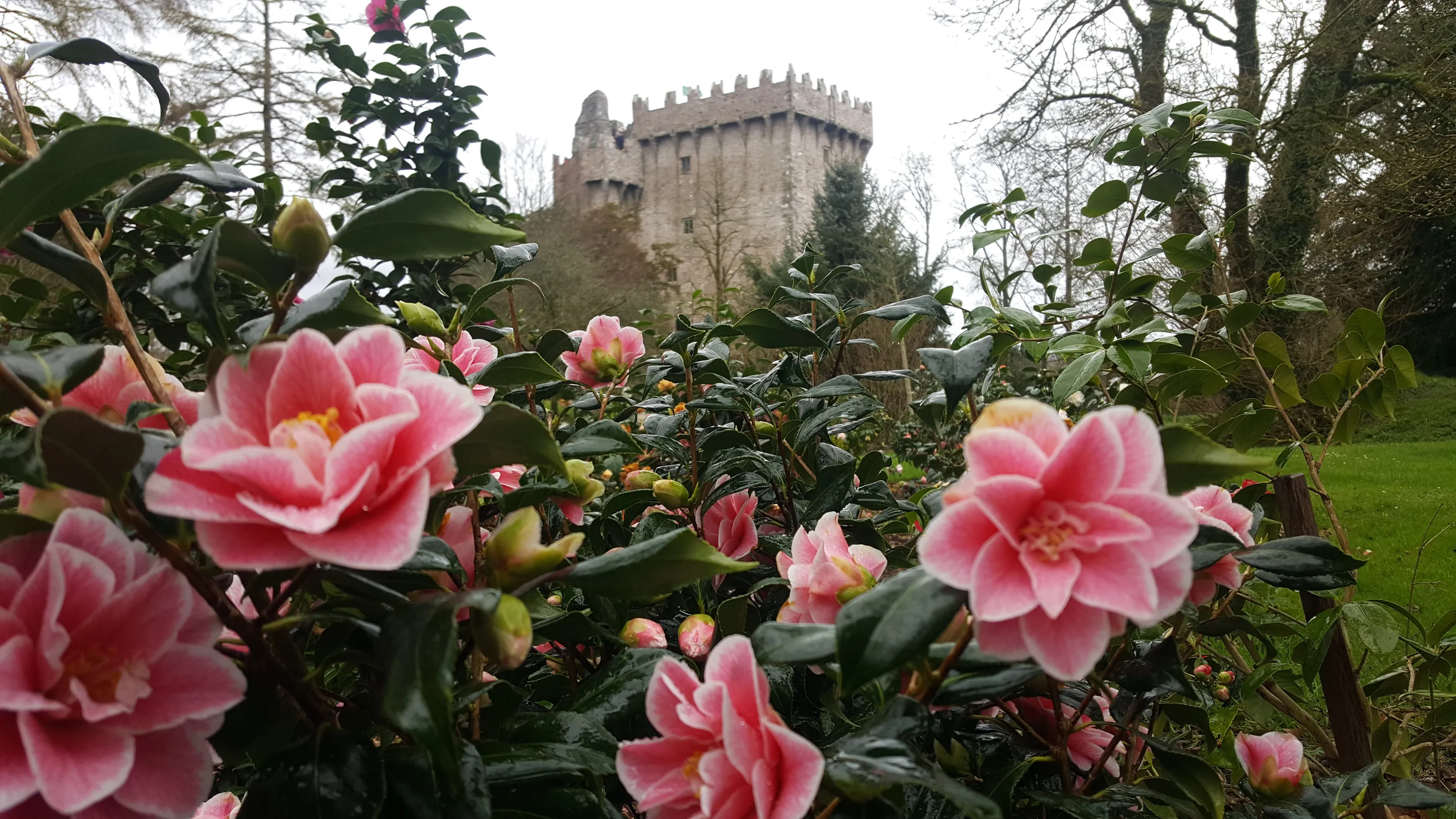 Castle garden