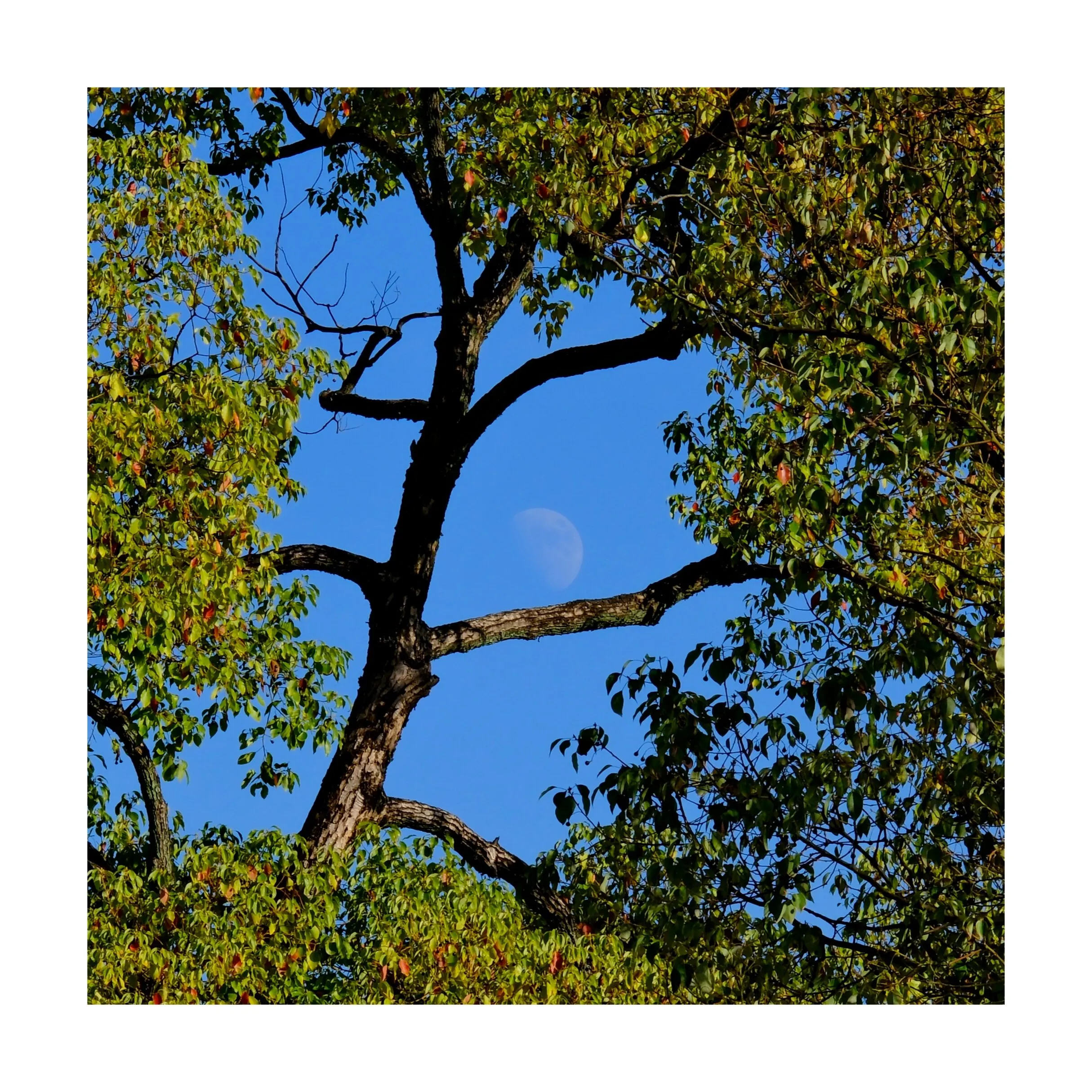 Frame of the Nature