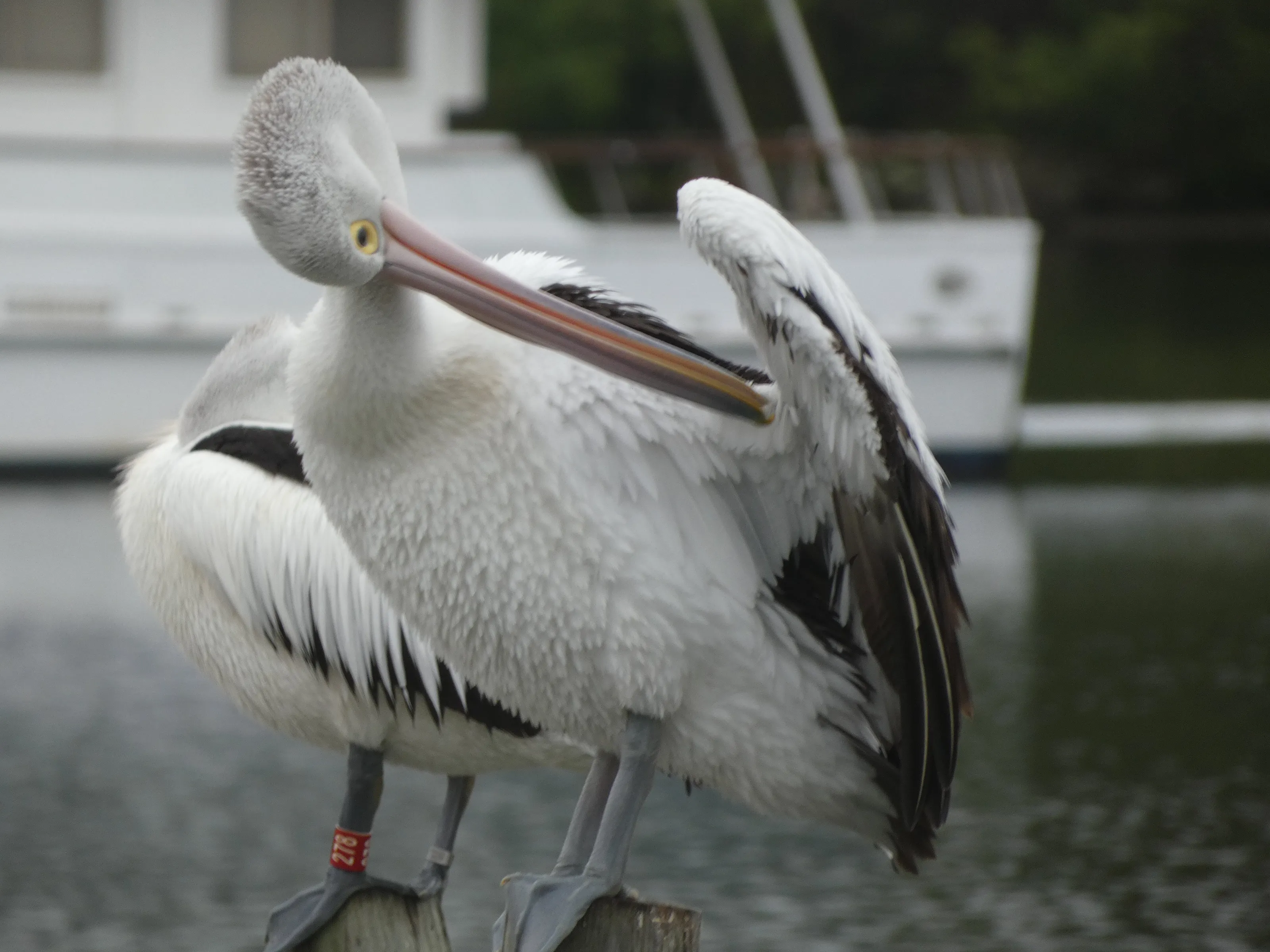Pelican life