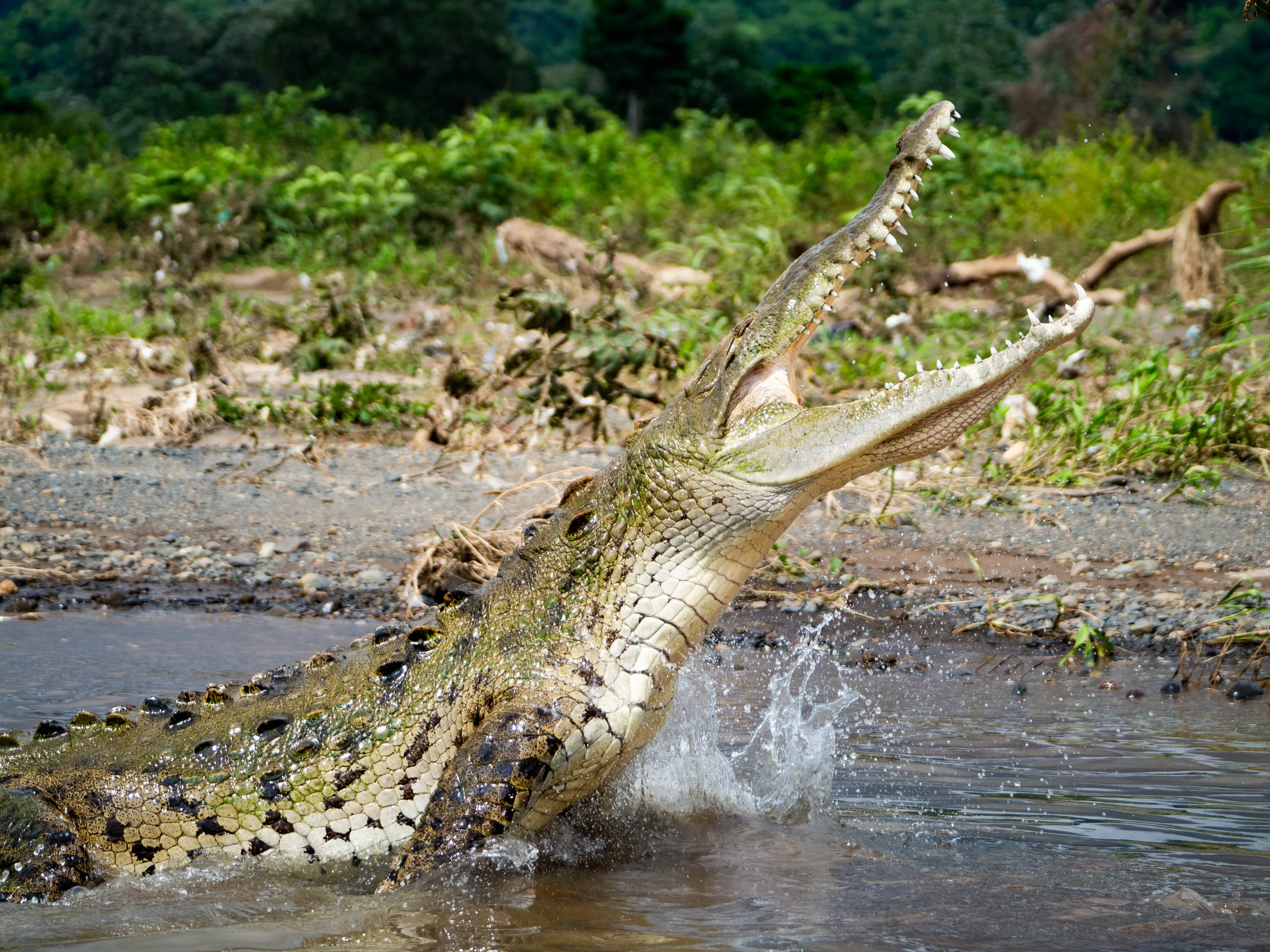 Feeding Time