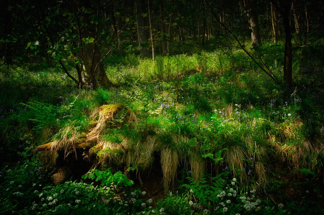 Riccaldale Springtime