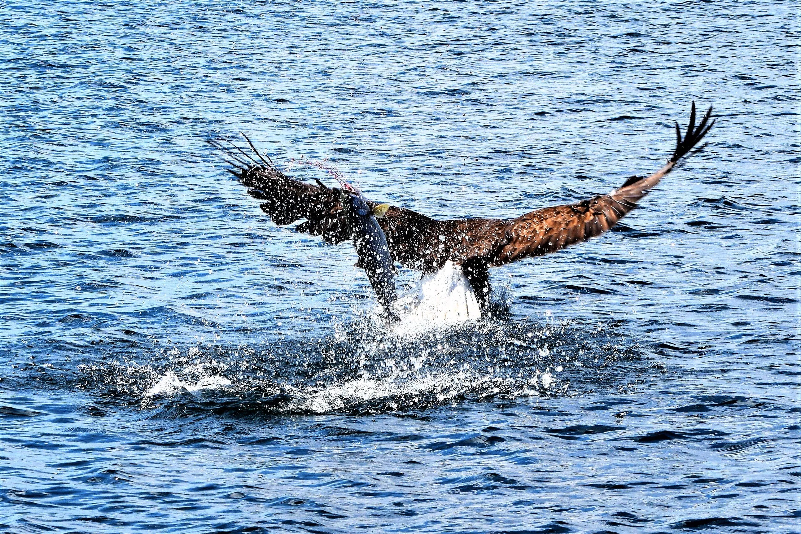 Fishing Eagle
