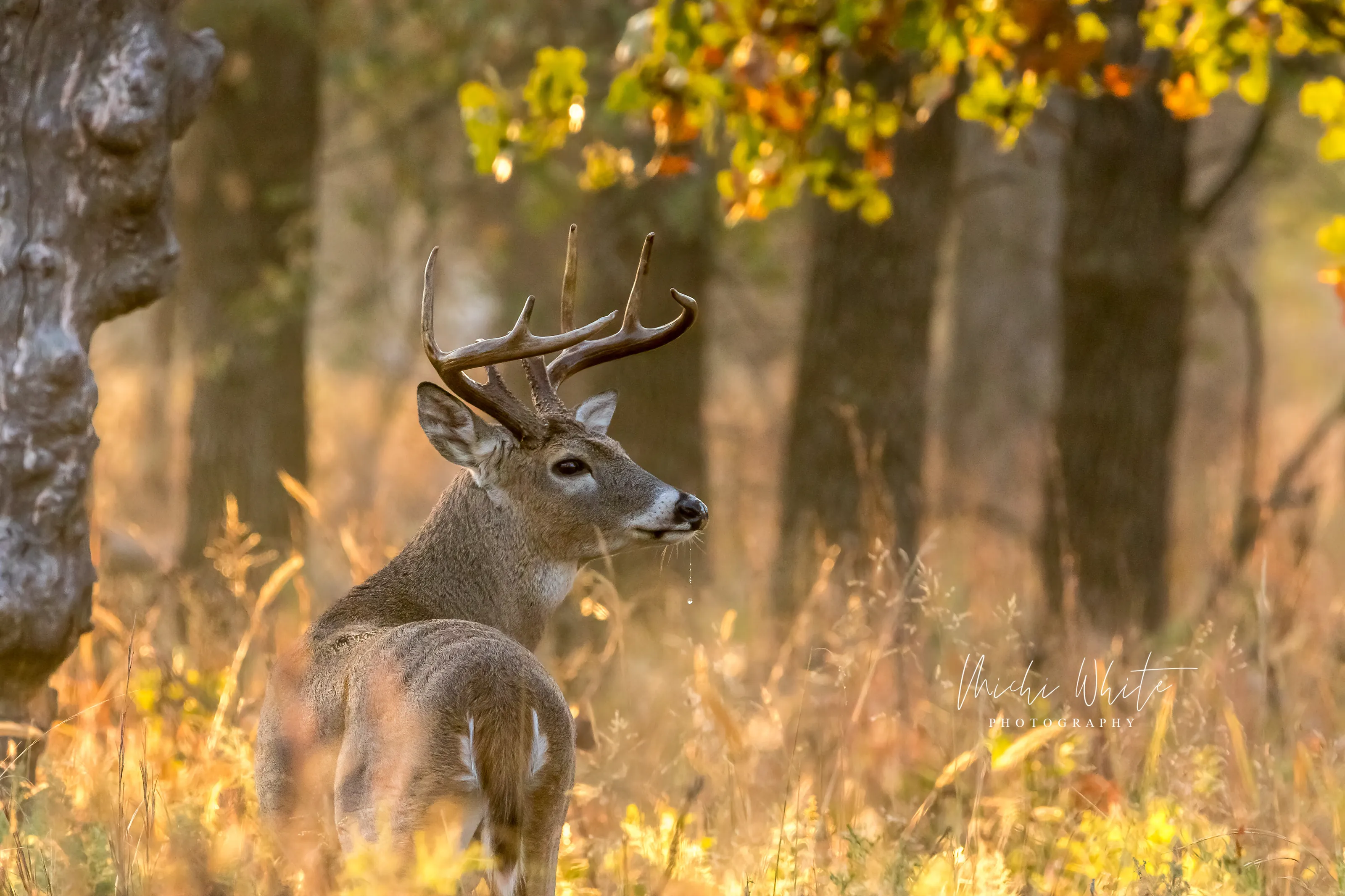 Autumn Rut