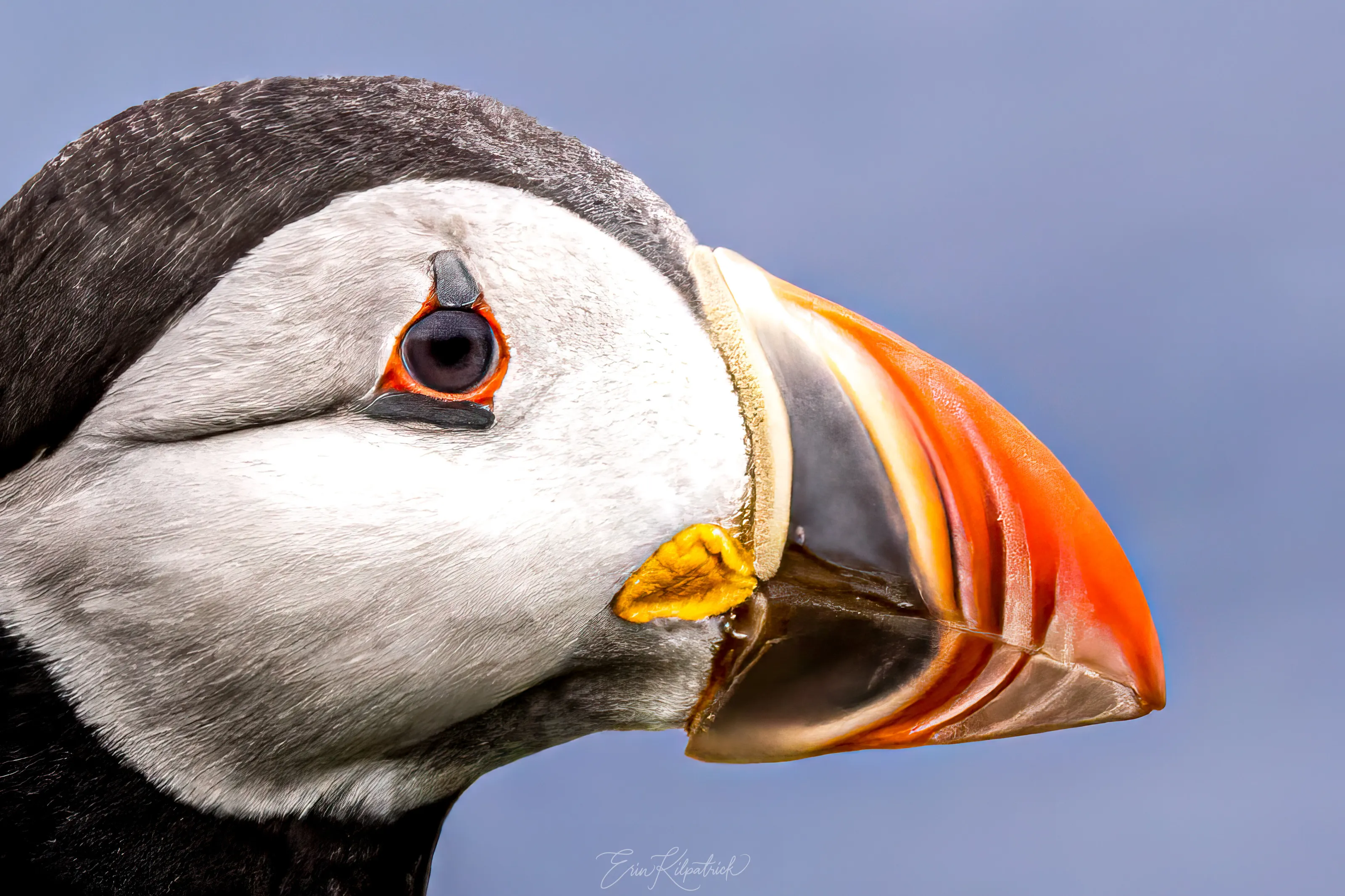 Hello, Puffin!