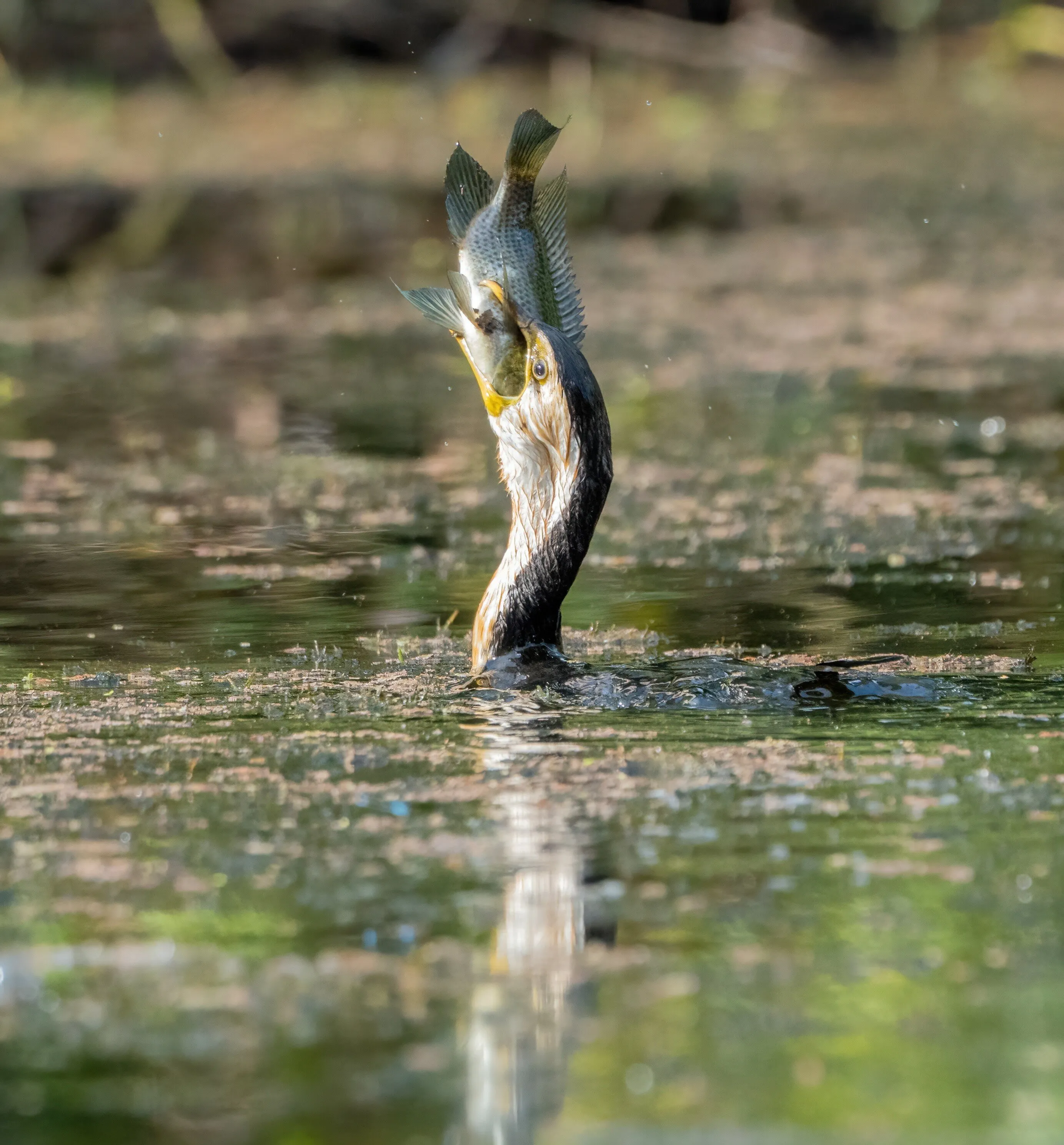 Does this fish make me look fat?