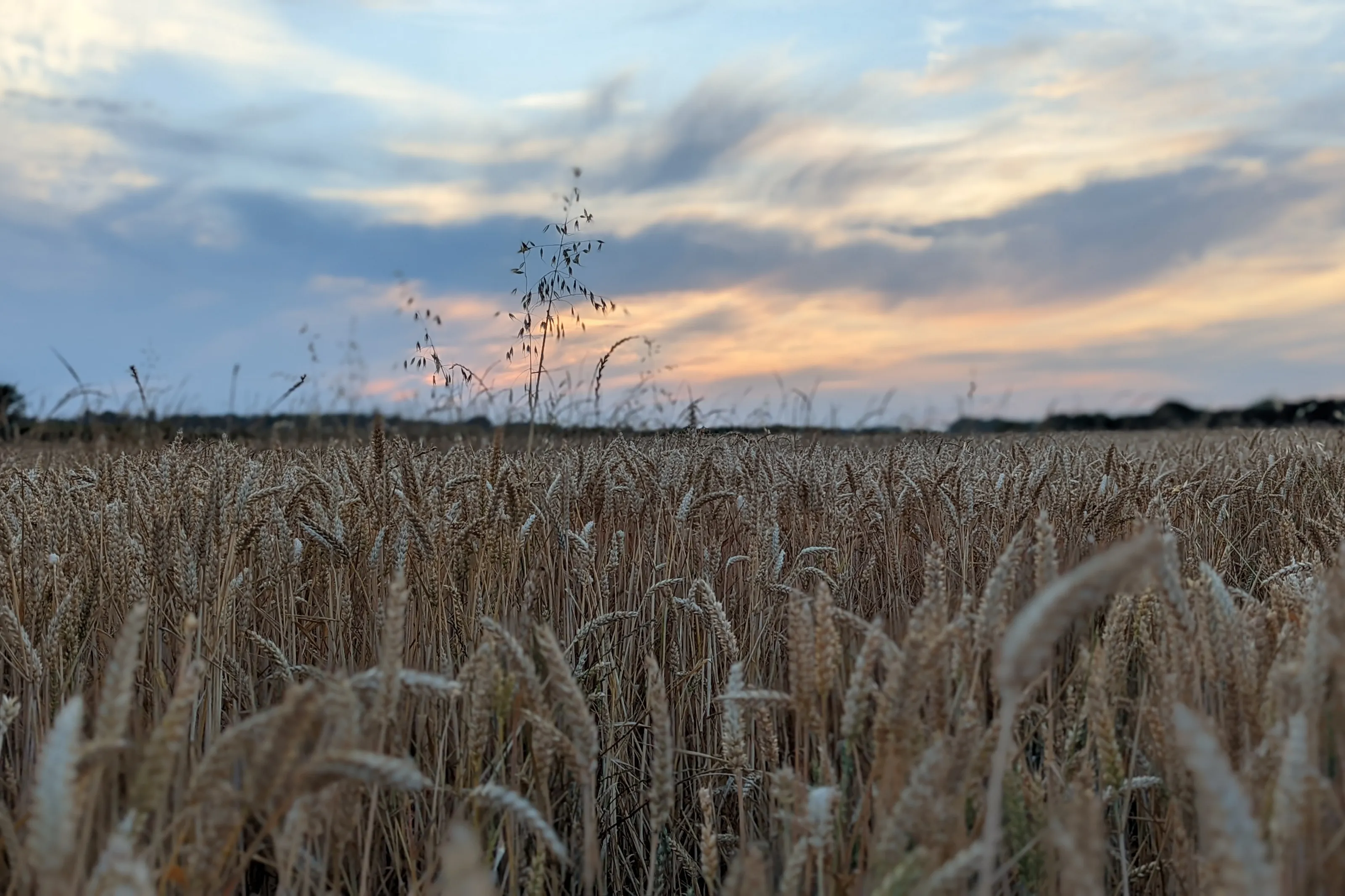 Field of corn
