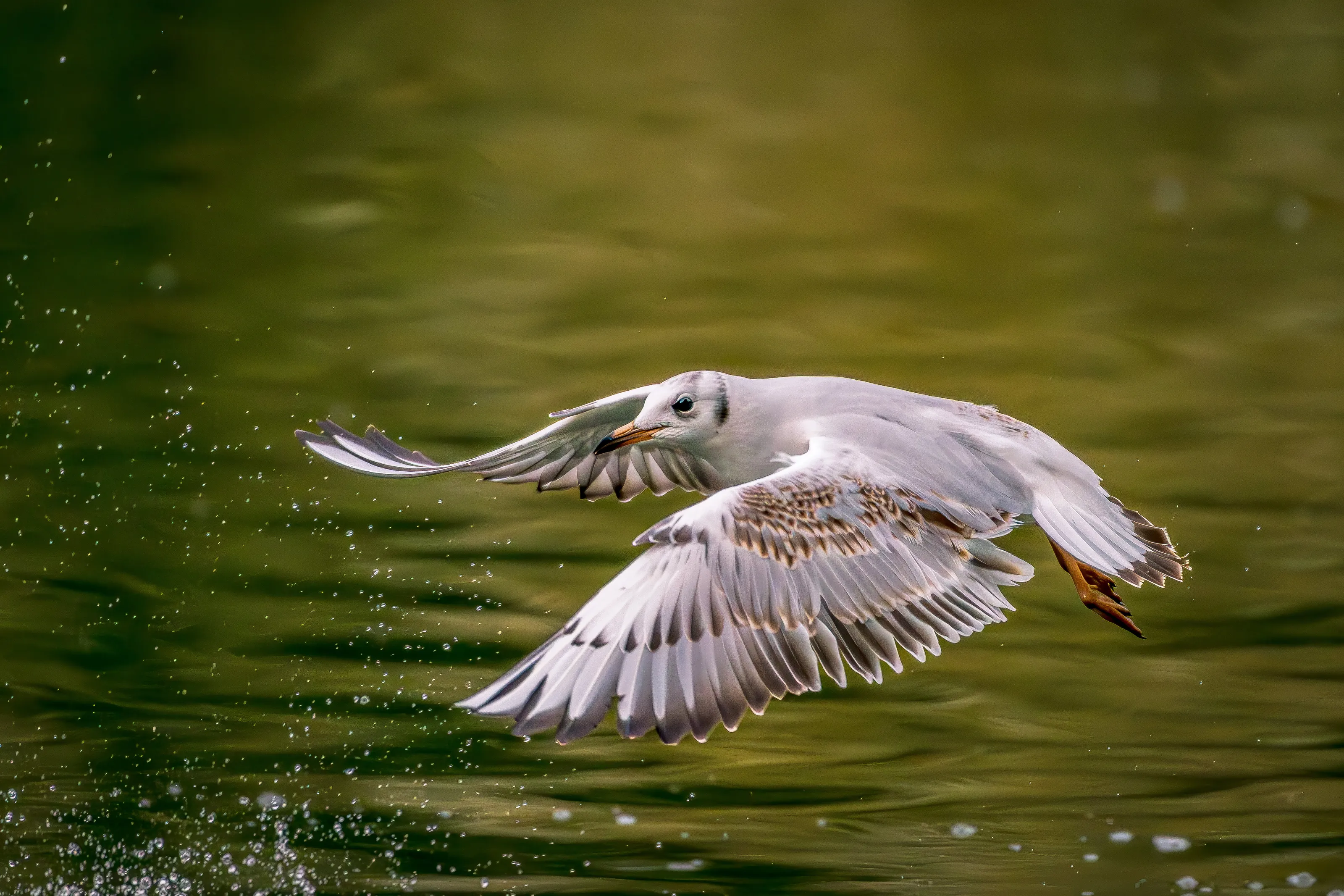 Gulls