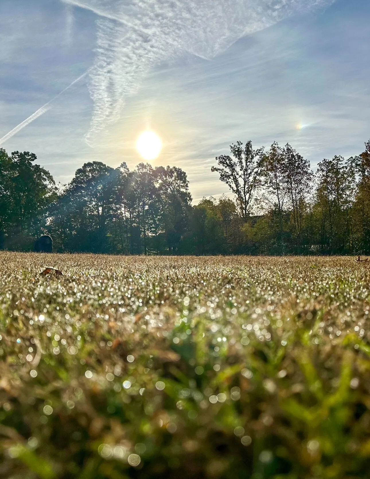 My backyard