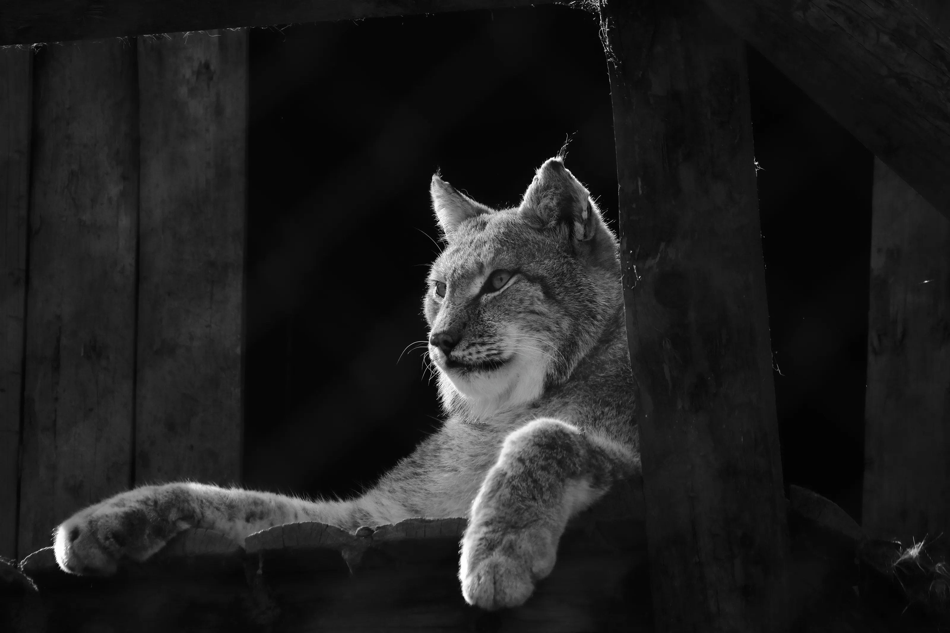 silent observer