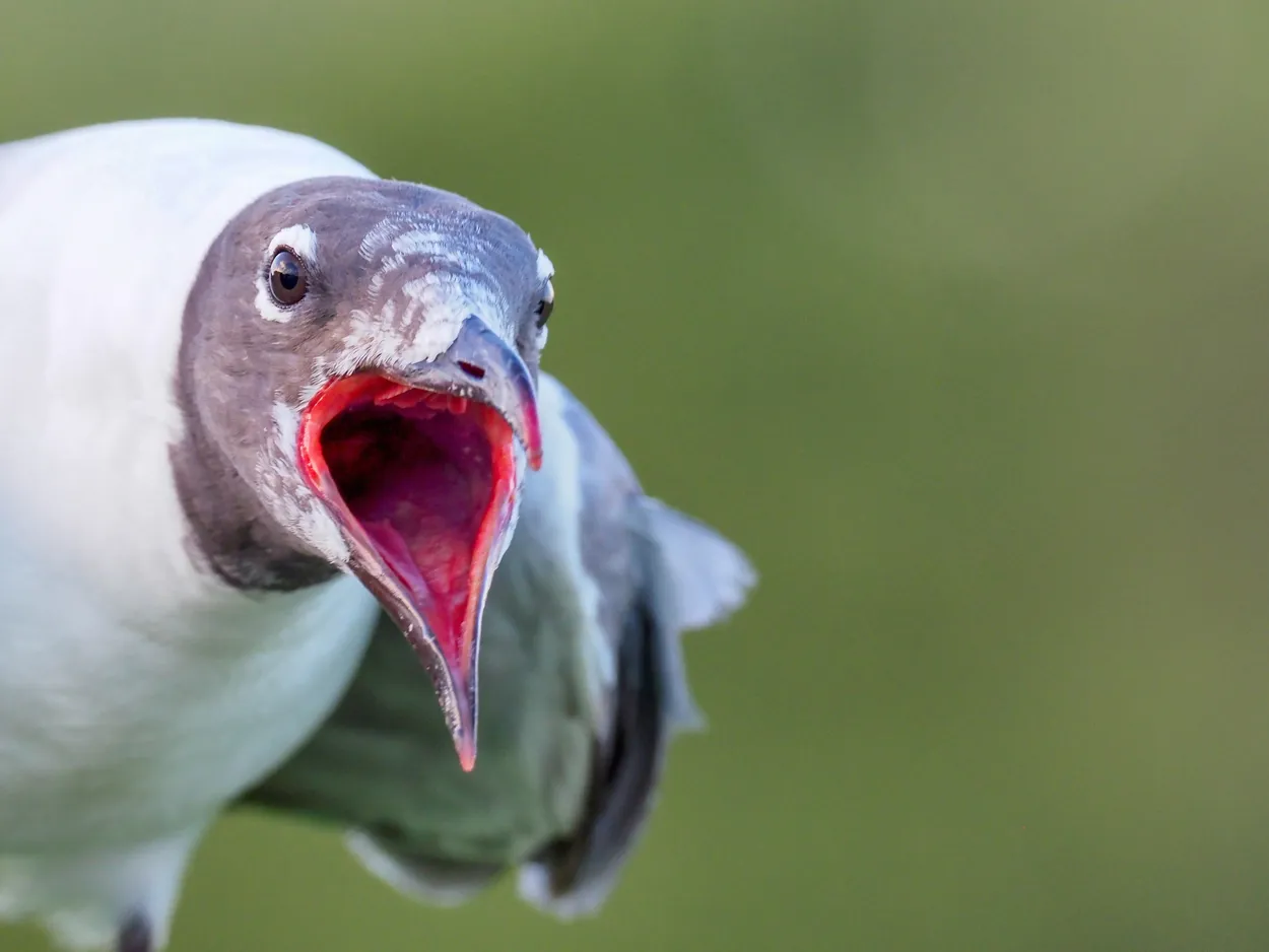 Entry 26837577