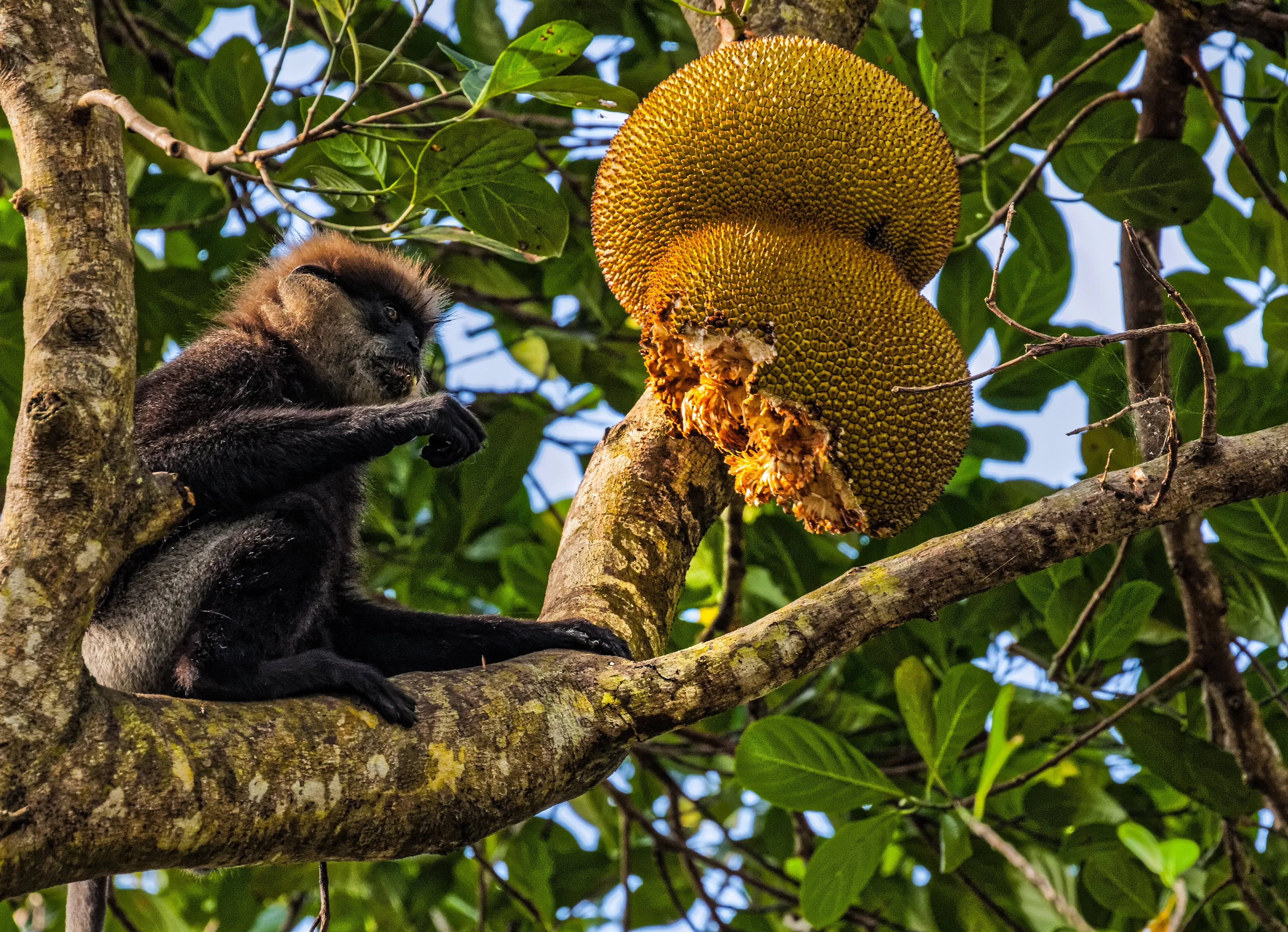 Rare Leaf Monkey anticipates the treat of a giant jakfruit