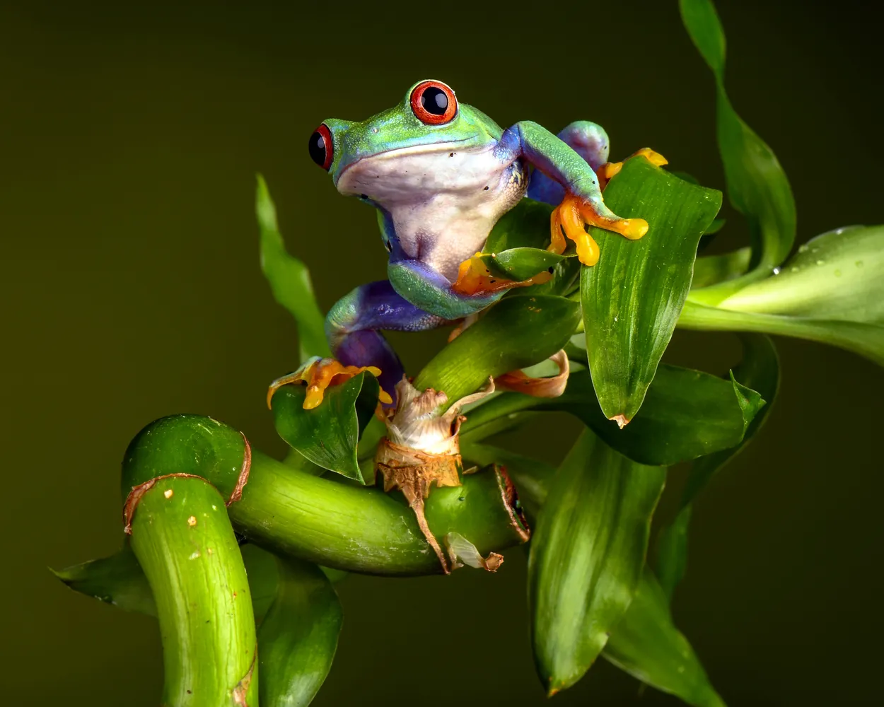 Entry 21650690