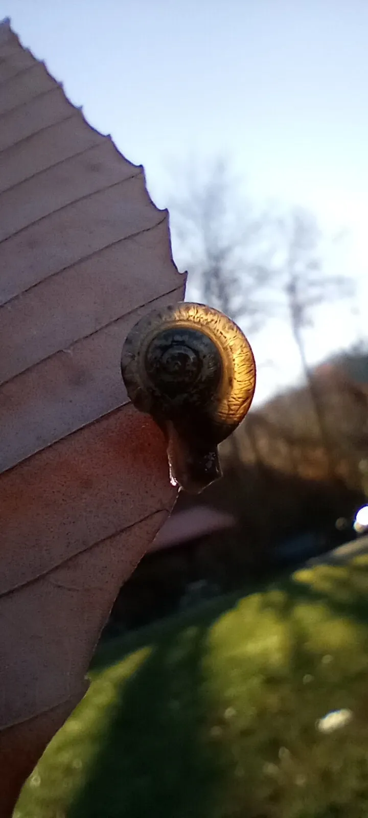 Snail Shell