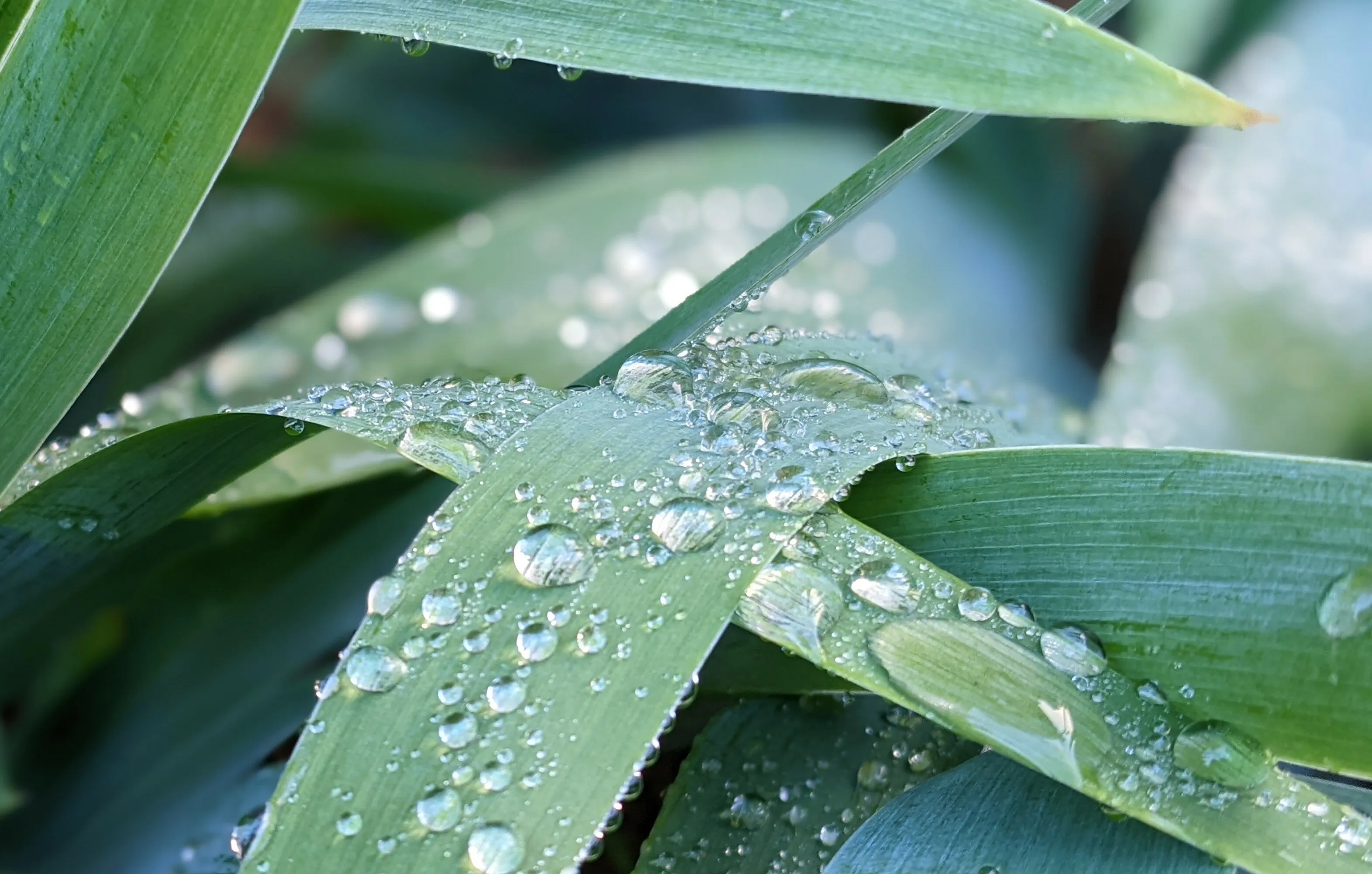 Close-up Dew