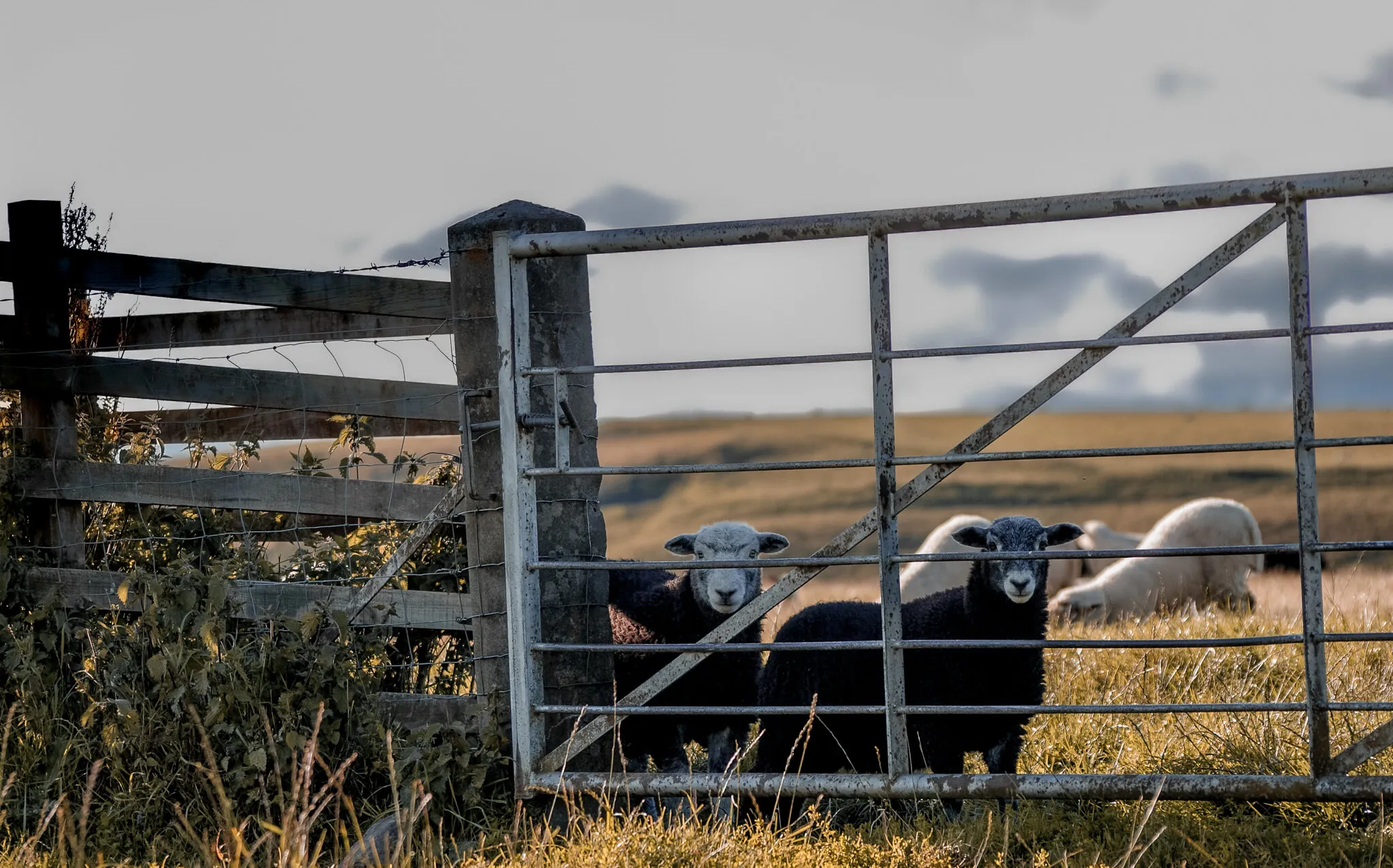 The grass may be greener