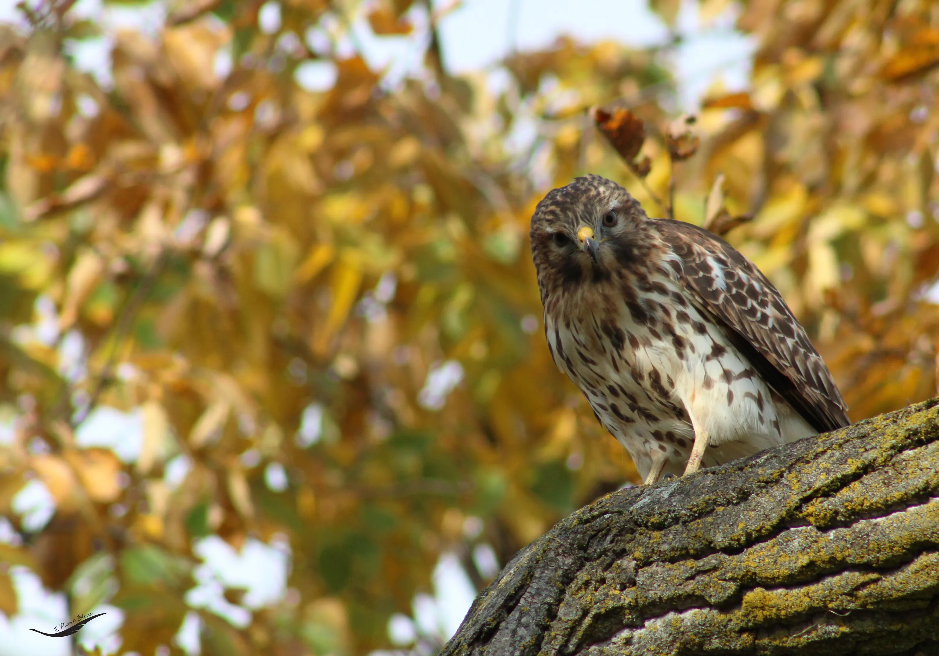 I see you, what are you doing asks I see you, what are you doing asks the Red-shouldered Hawk