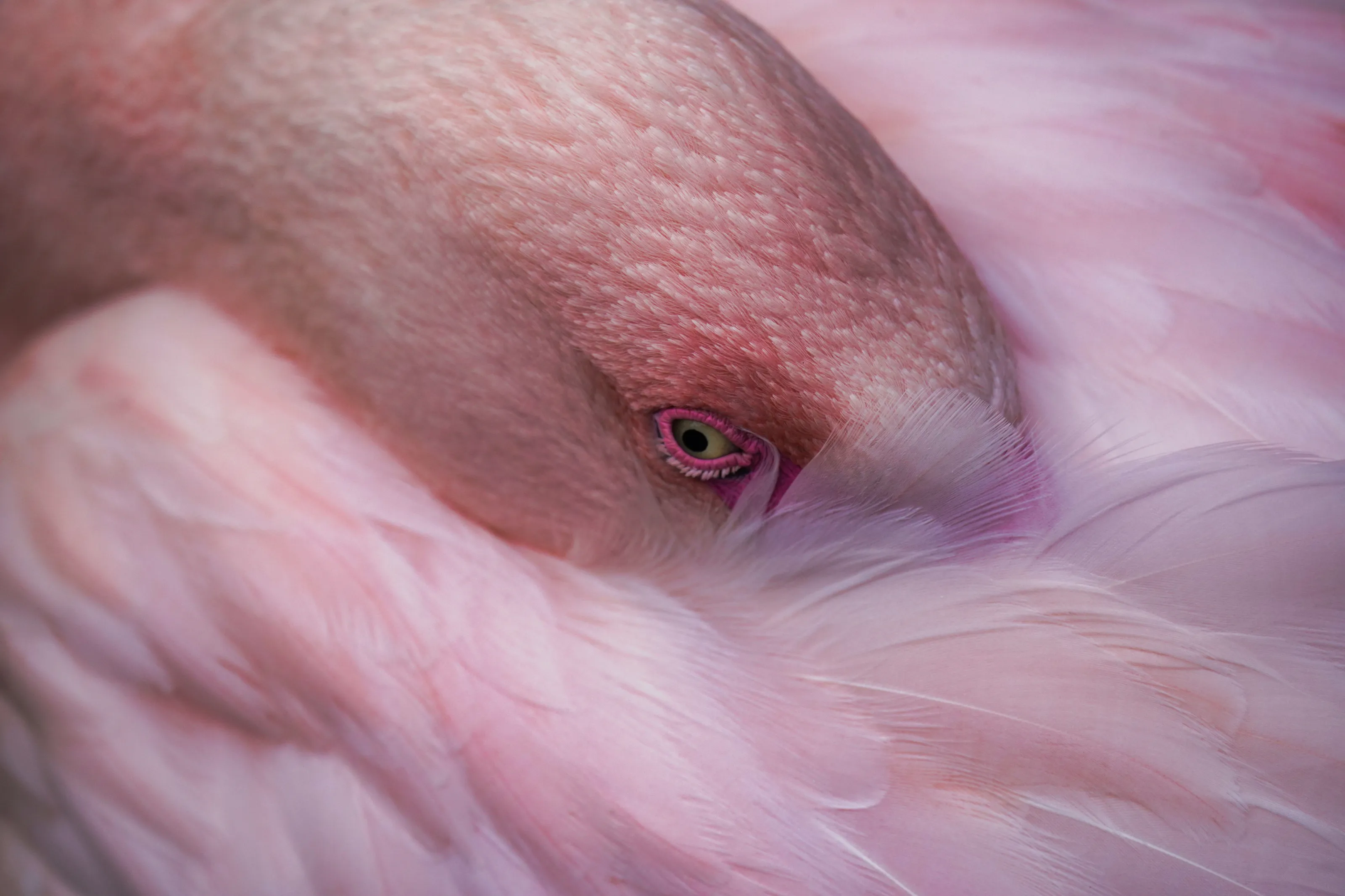 Resting Flamingo