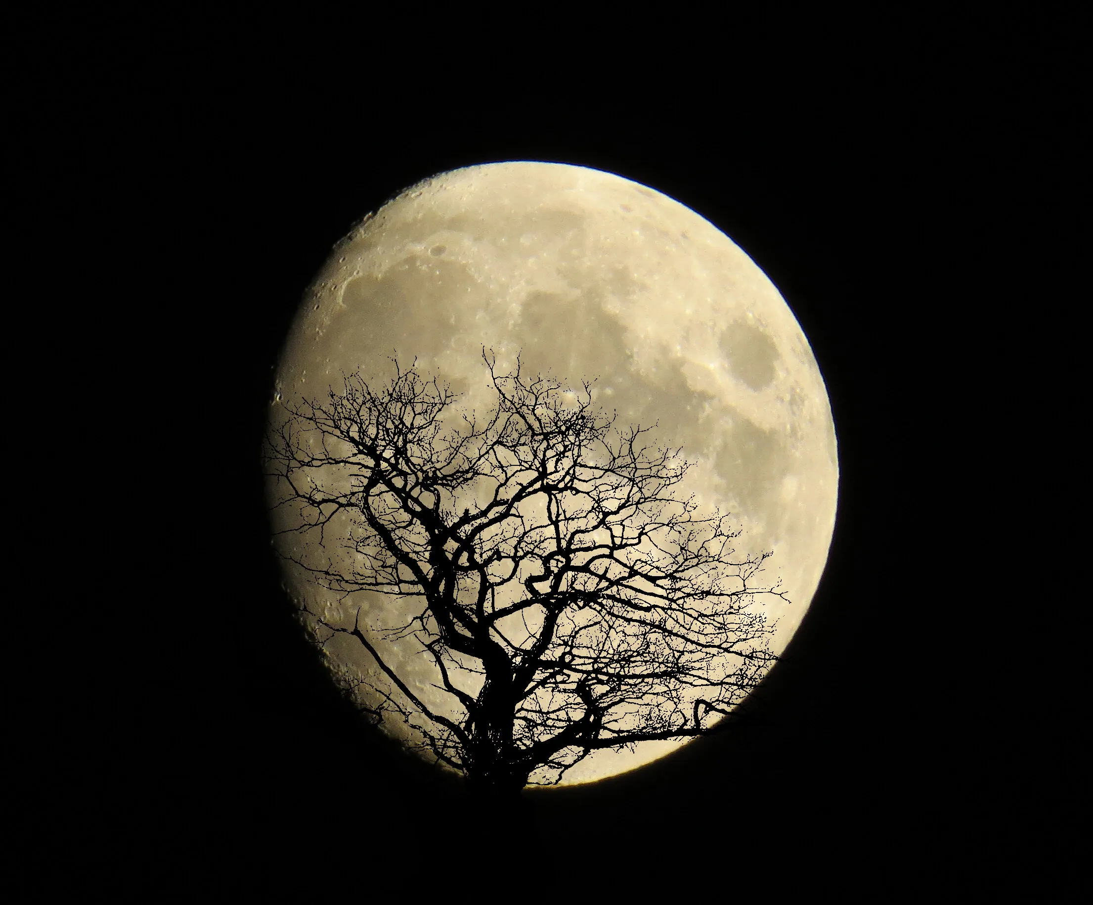 The moon