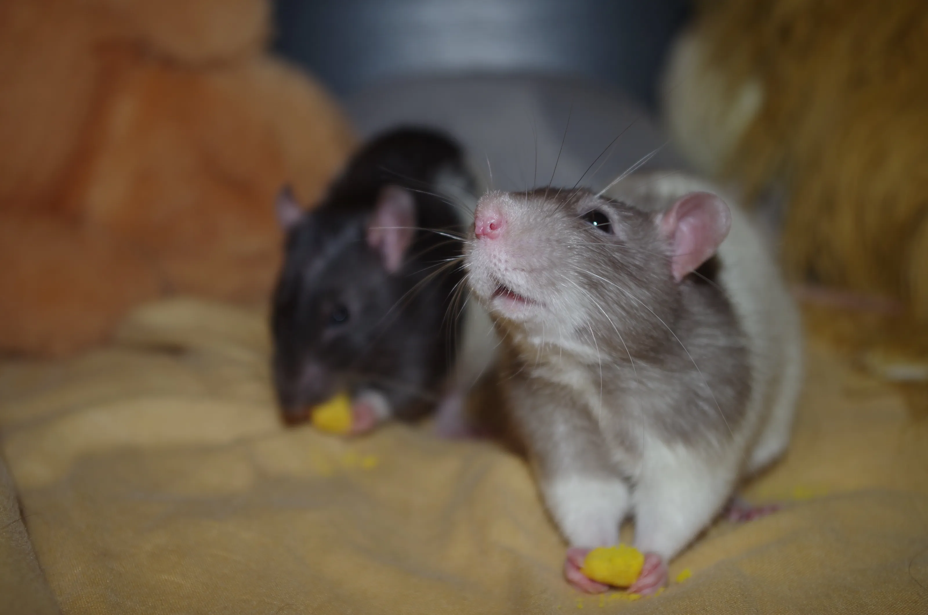 my rats which i love ever so dearly <3