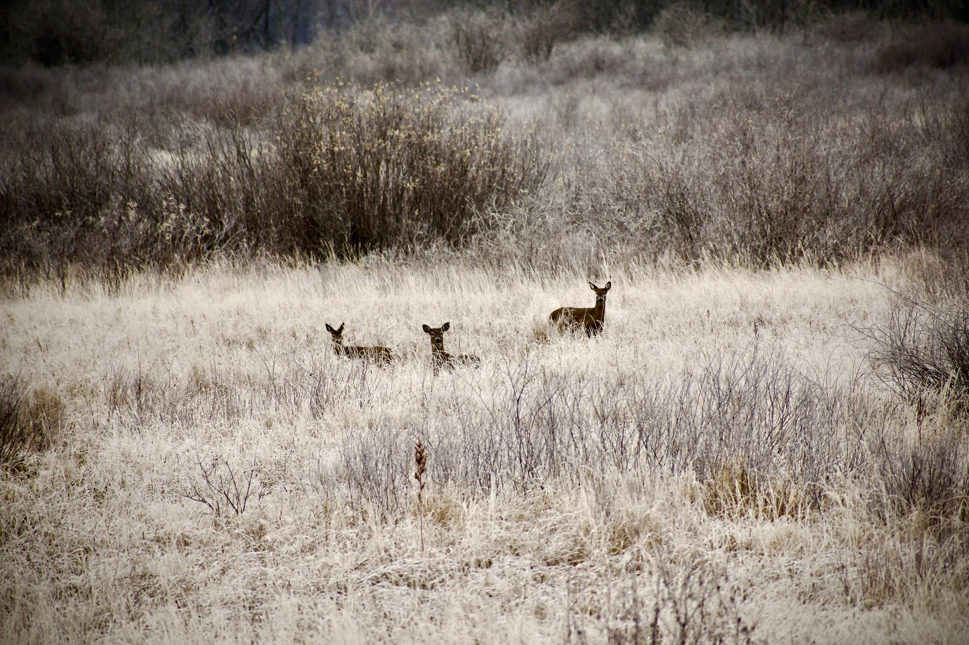 Deer