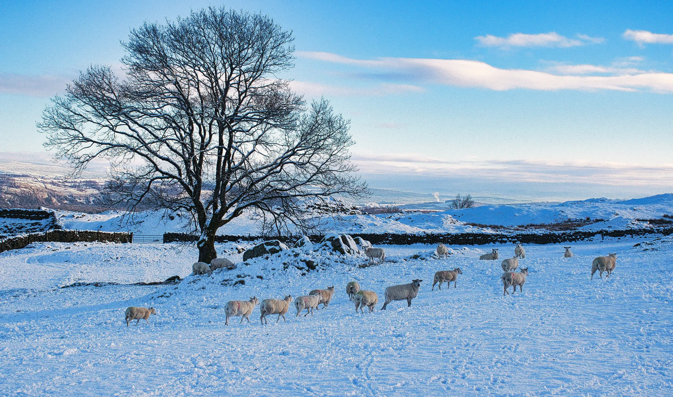 Entry 22772025