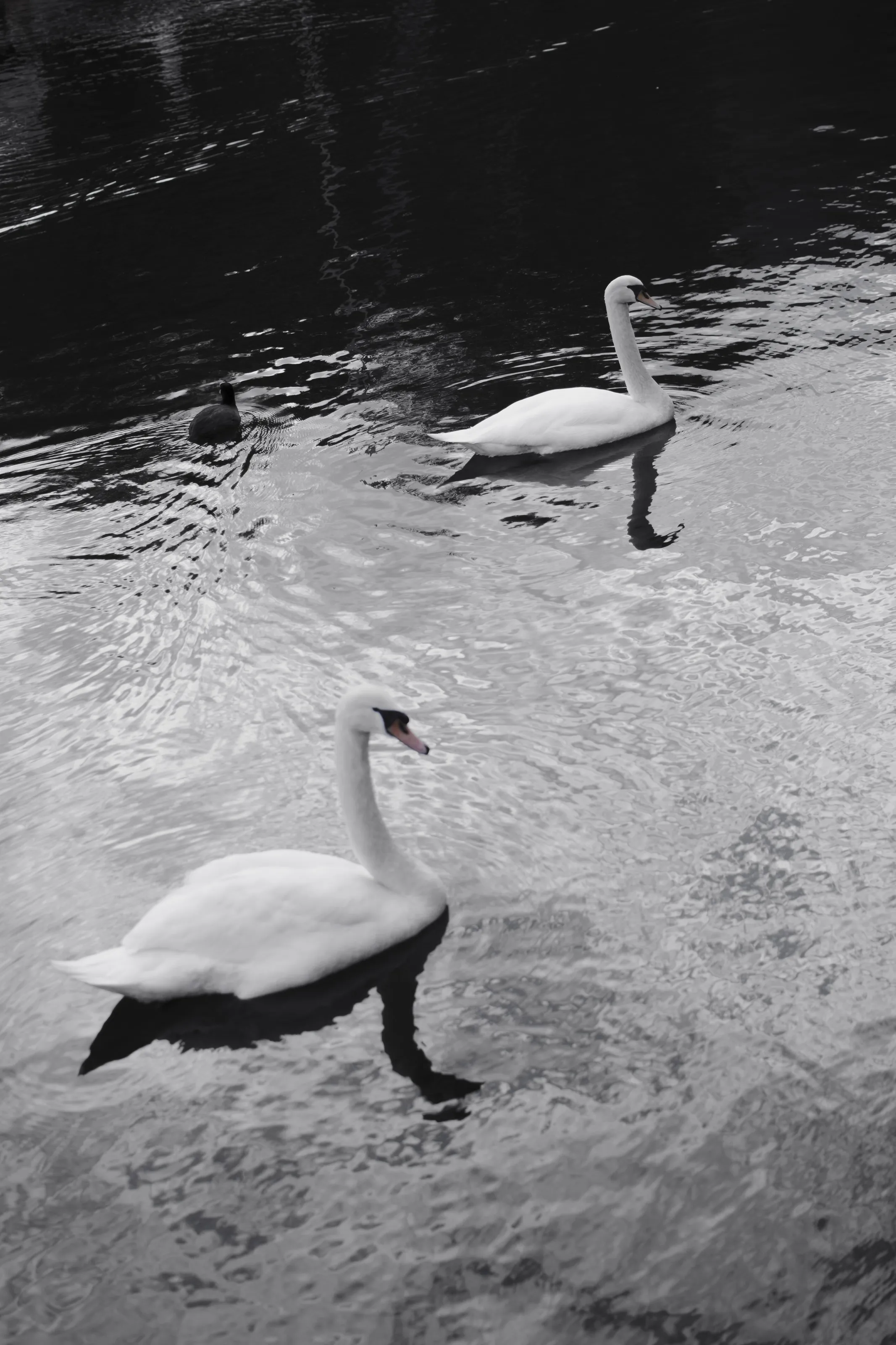 Swan lake